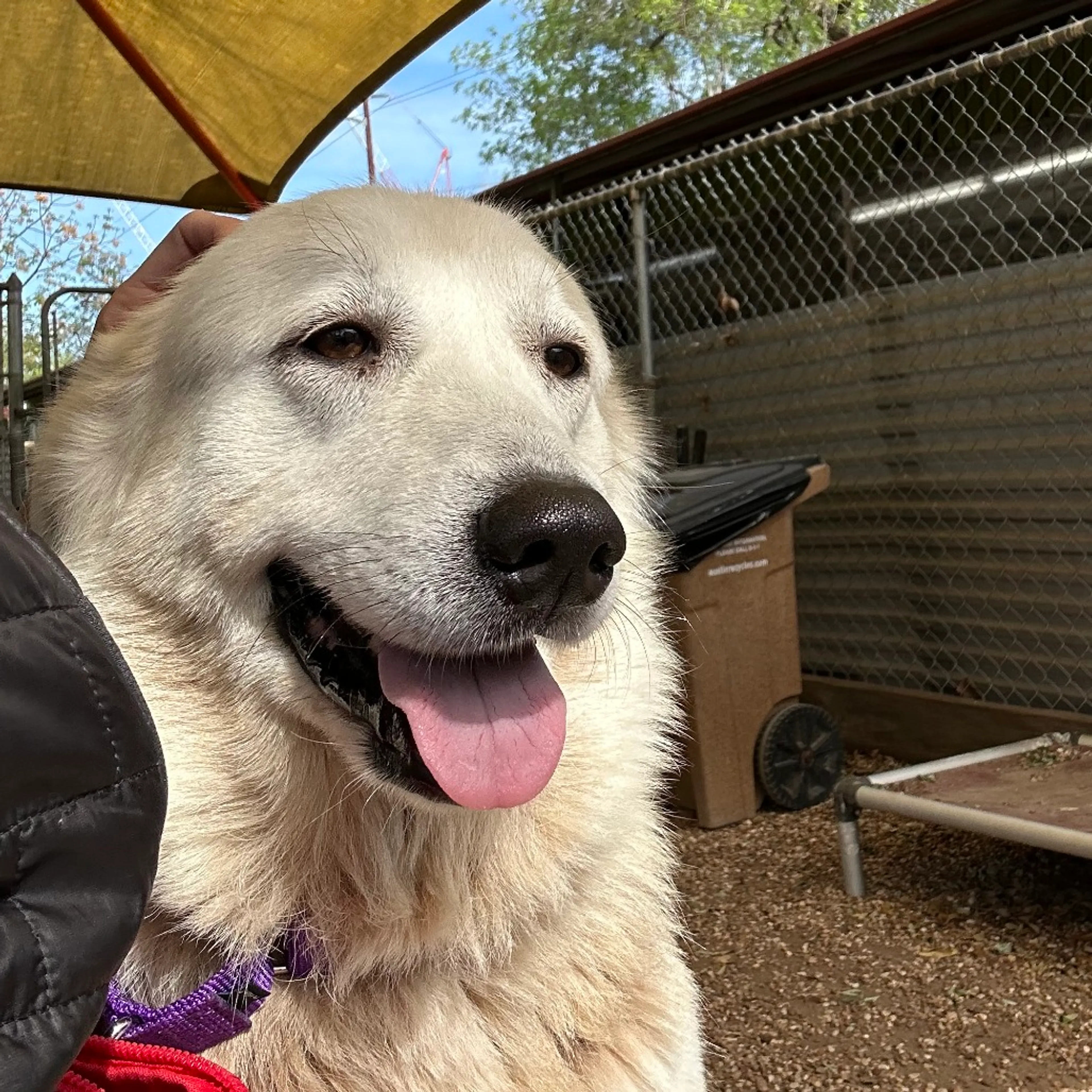 Found pet-6