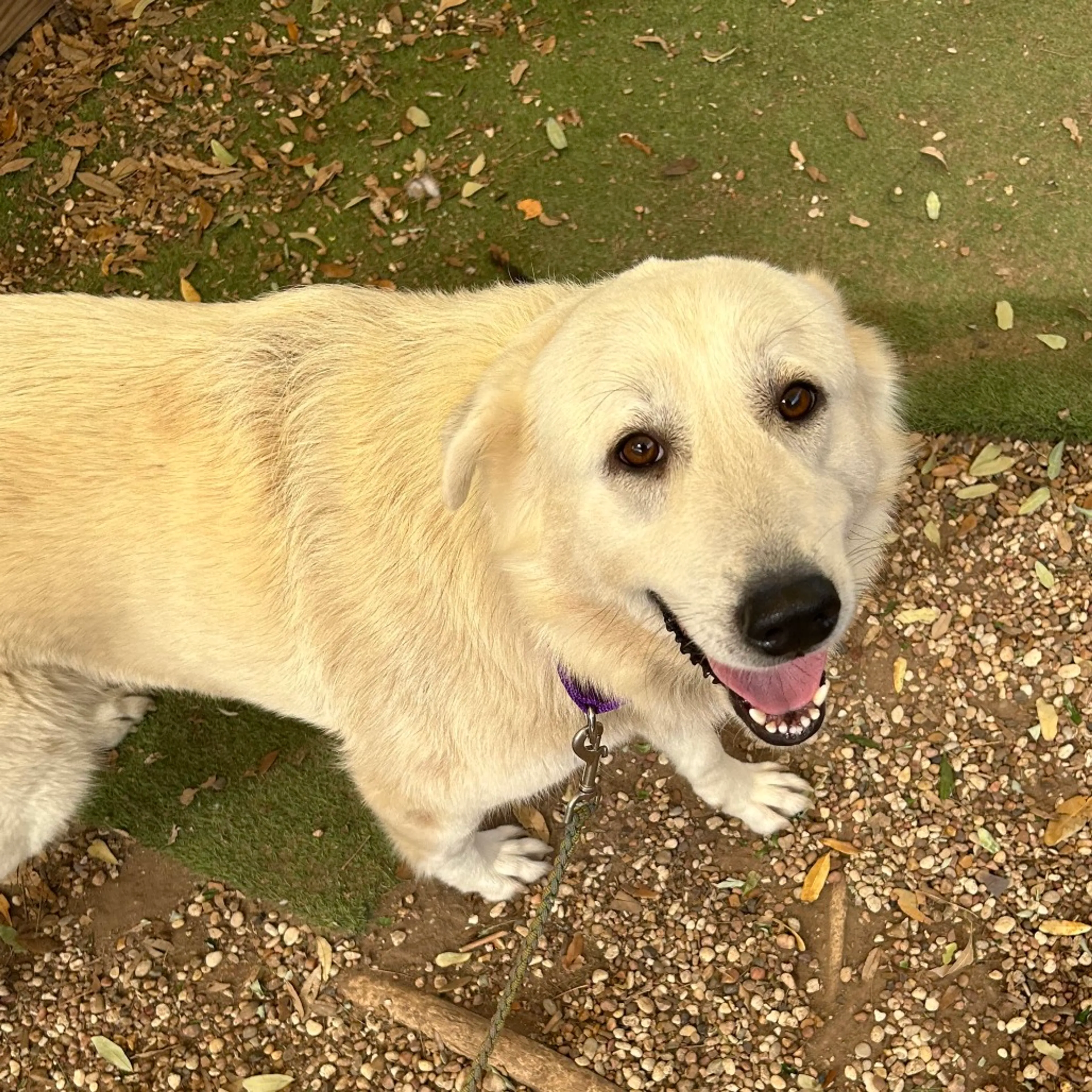 Found pet-7
