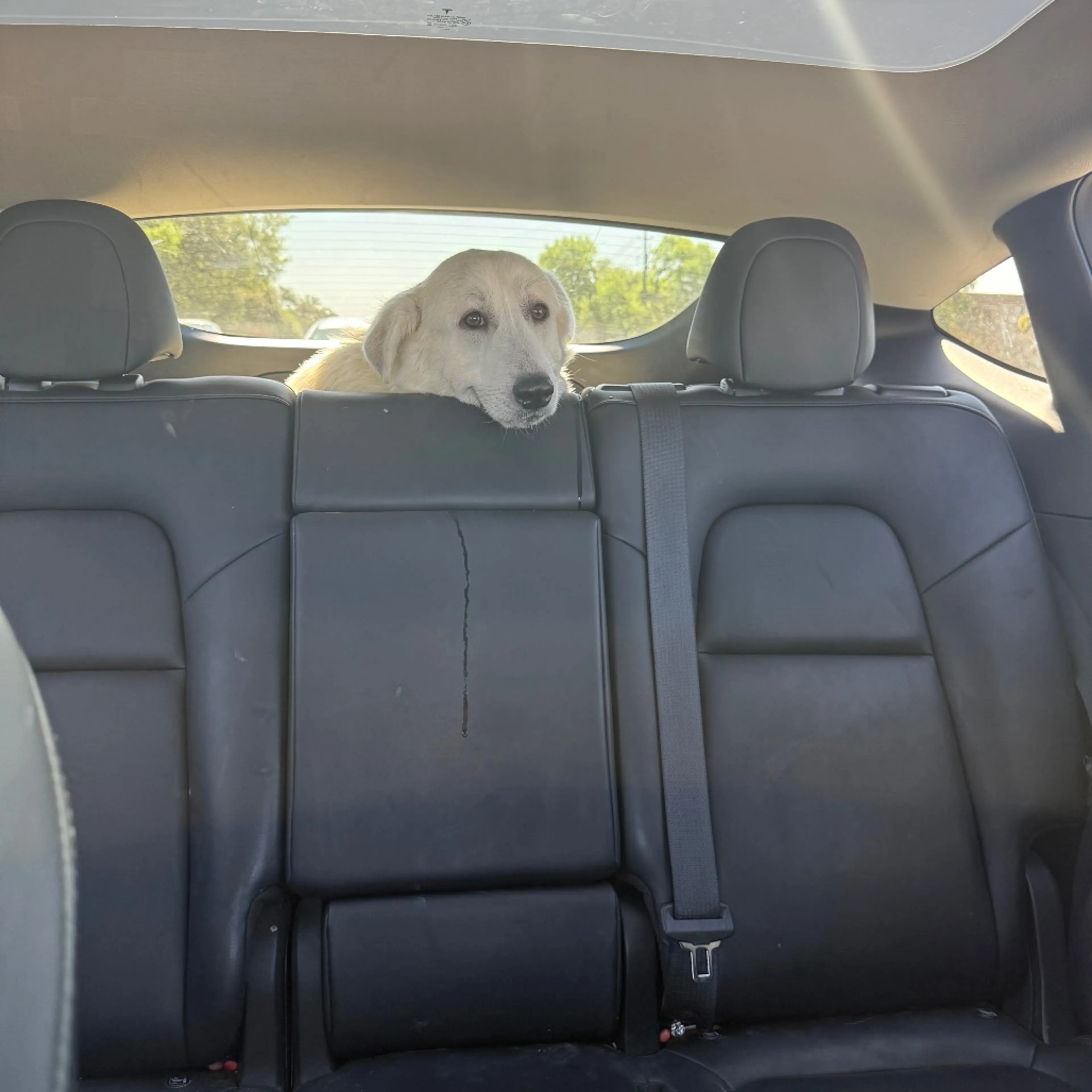 Found pet-12