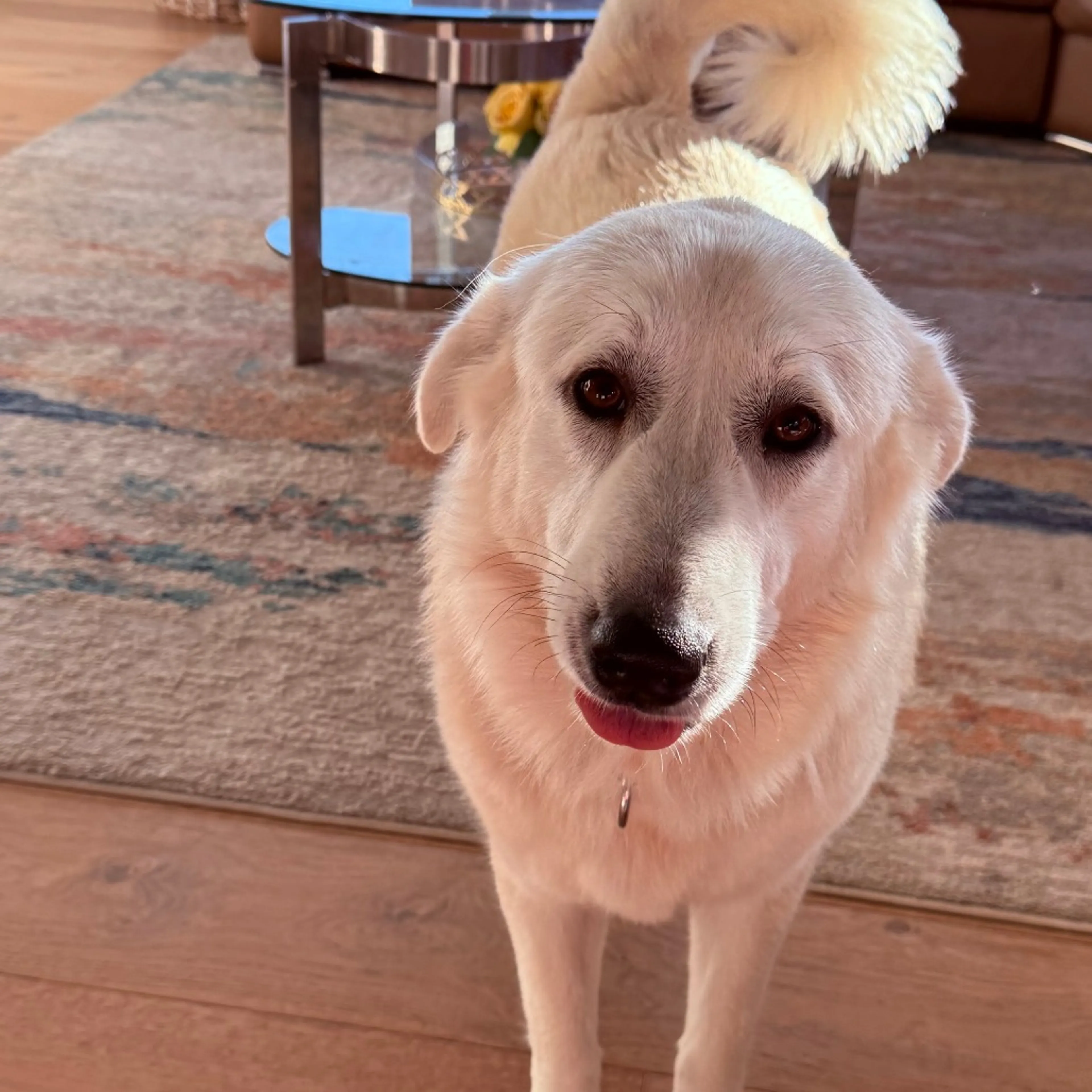 Found pet-14