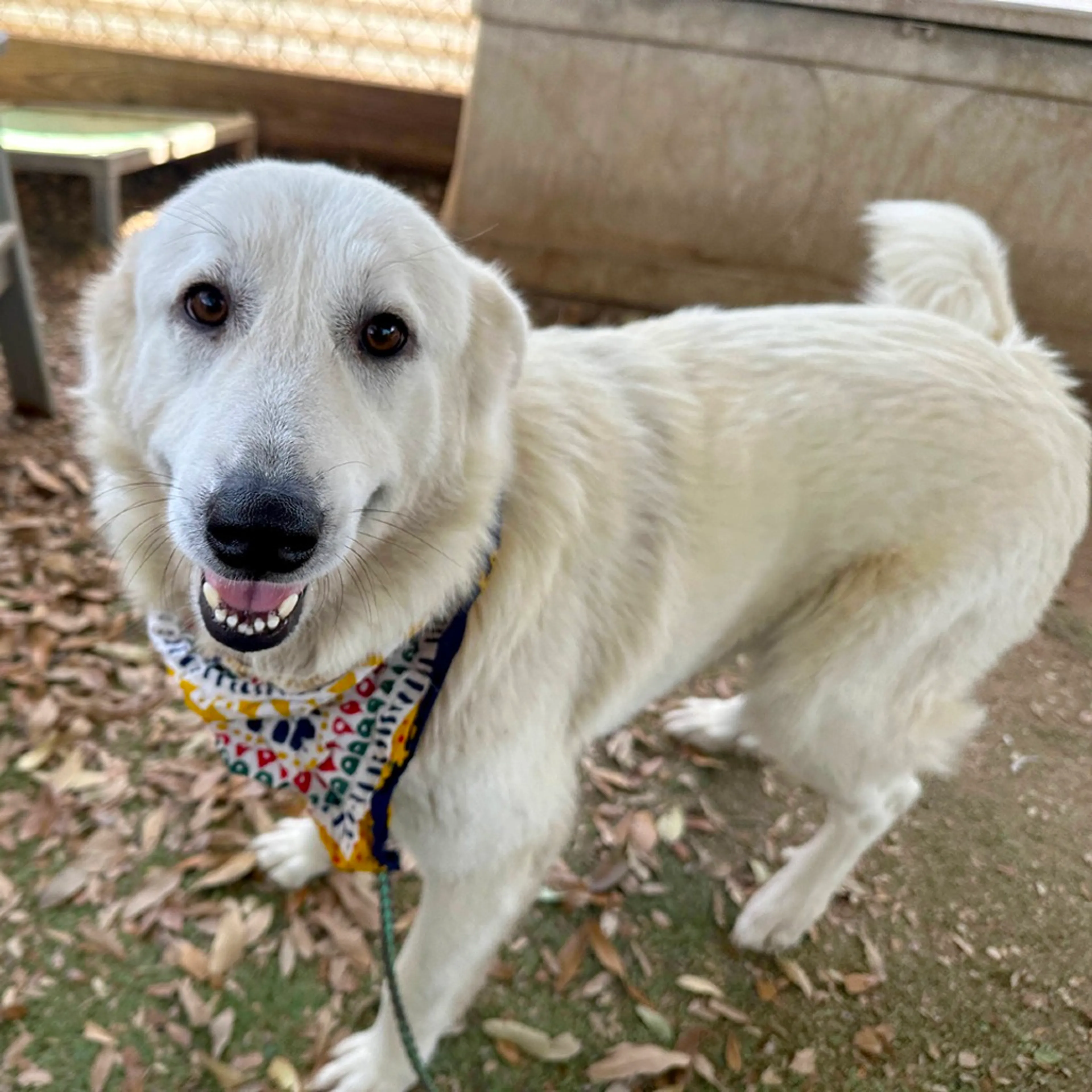 Found pet-3