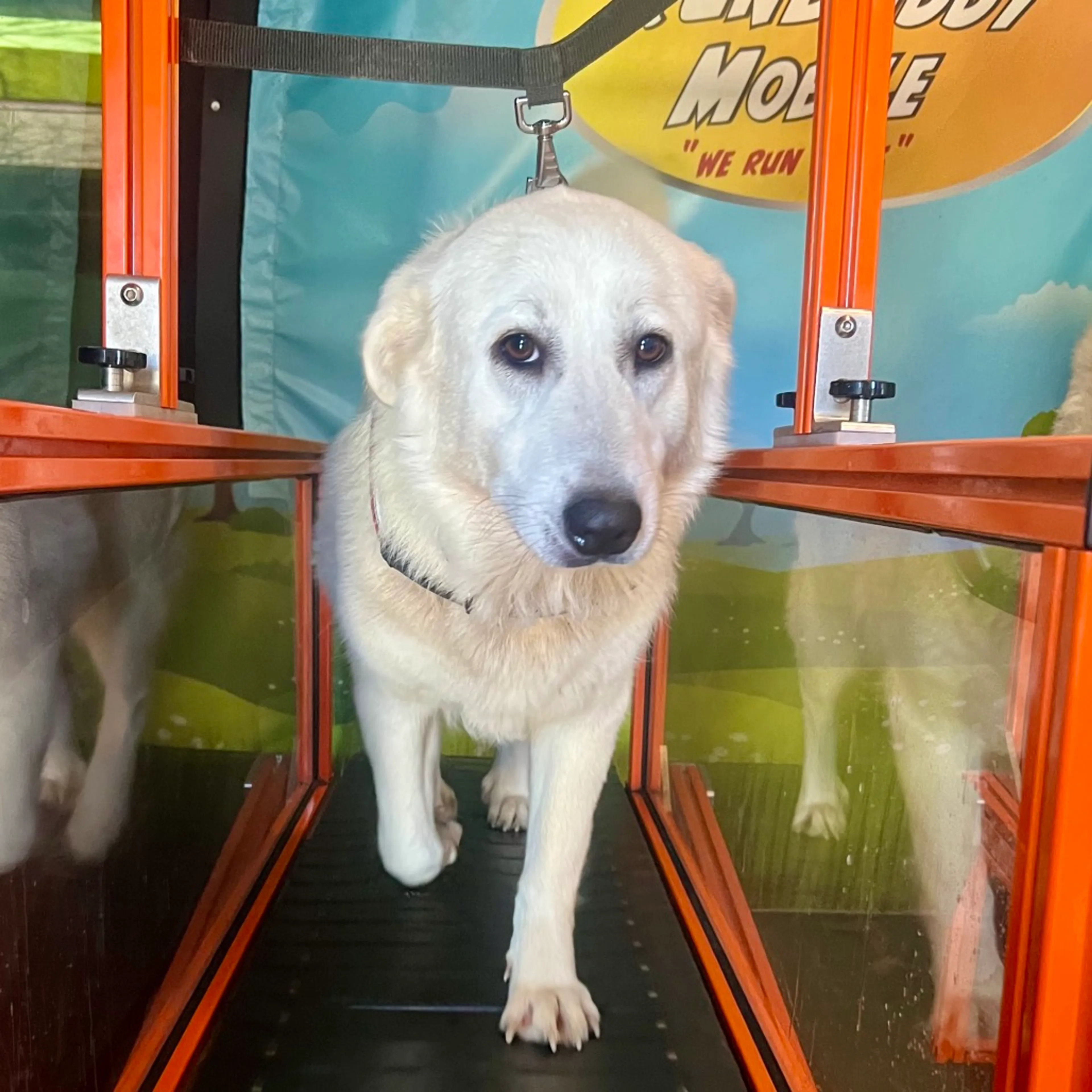 Found pet-8
