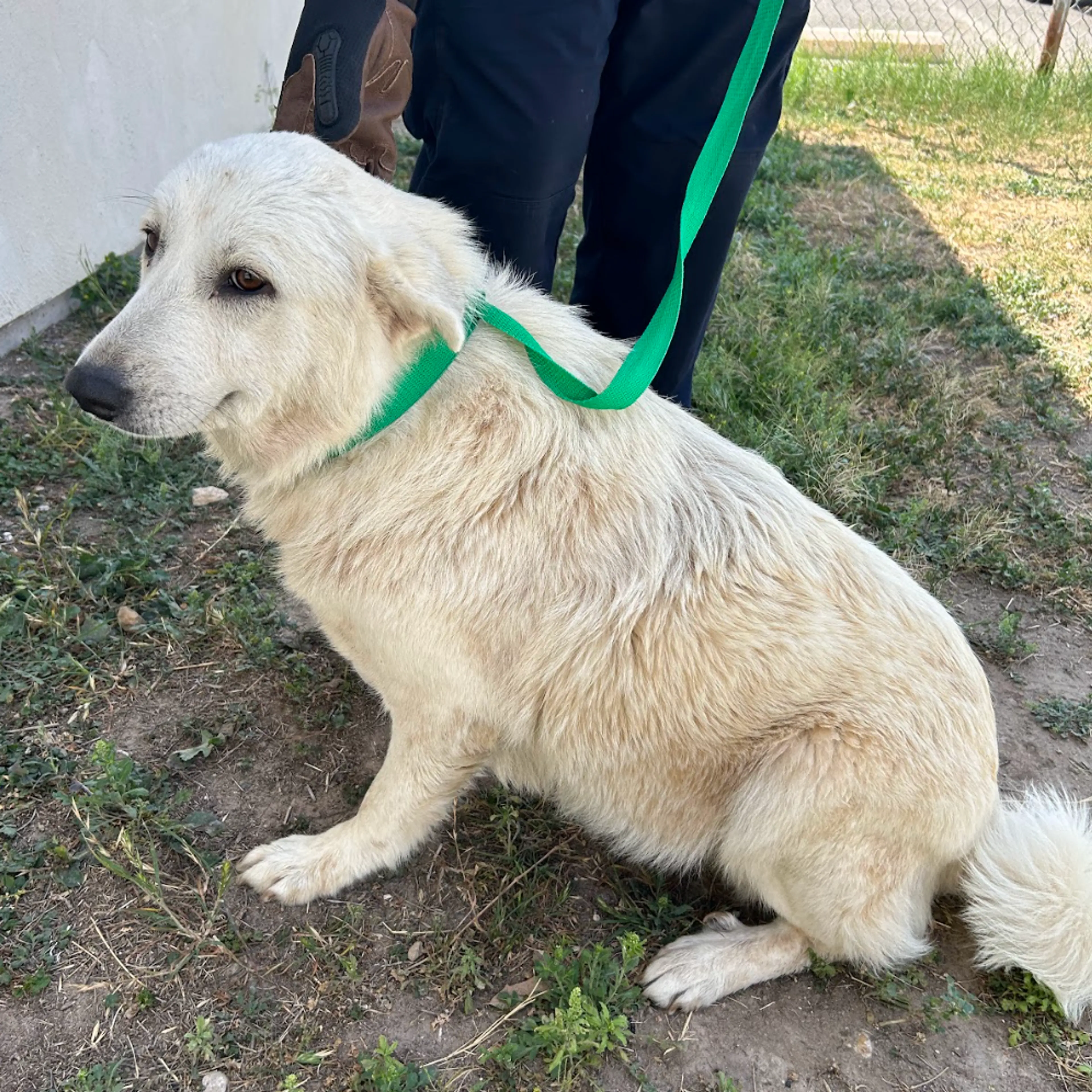 Found pet-1