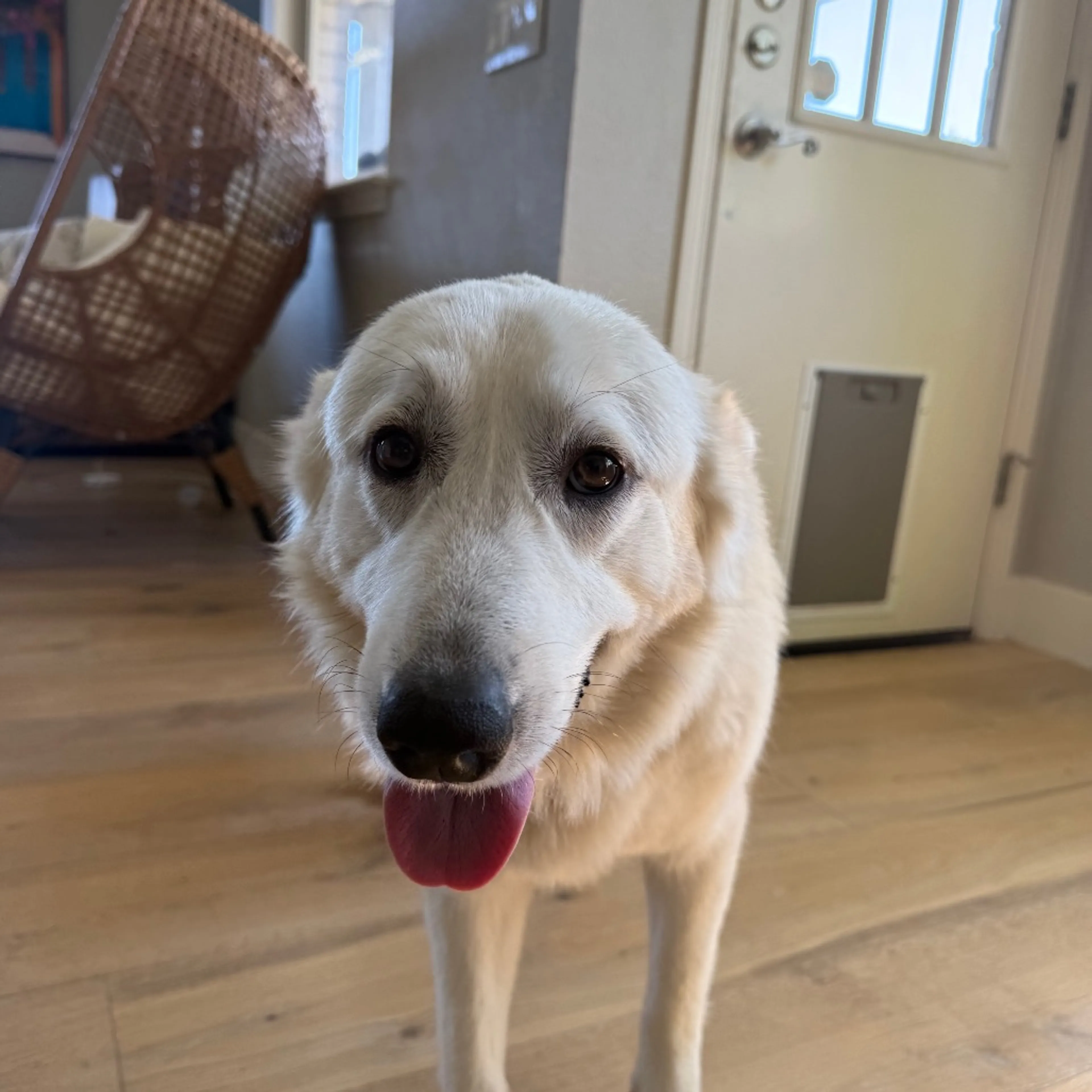 Found pet-11