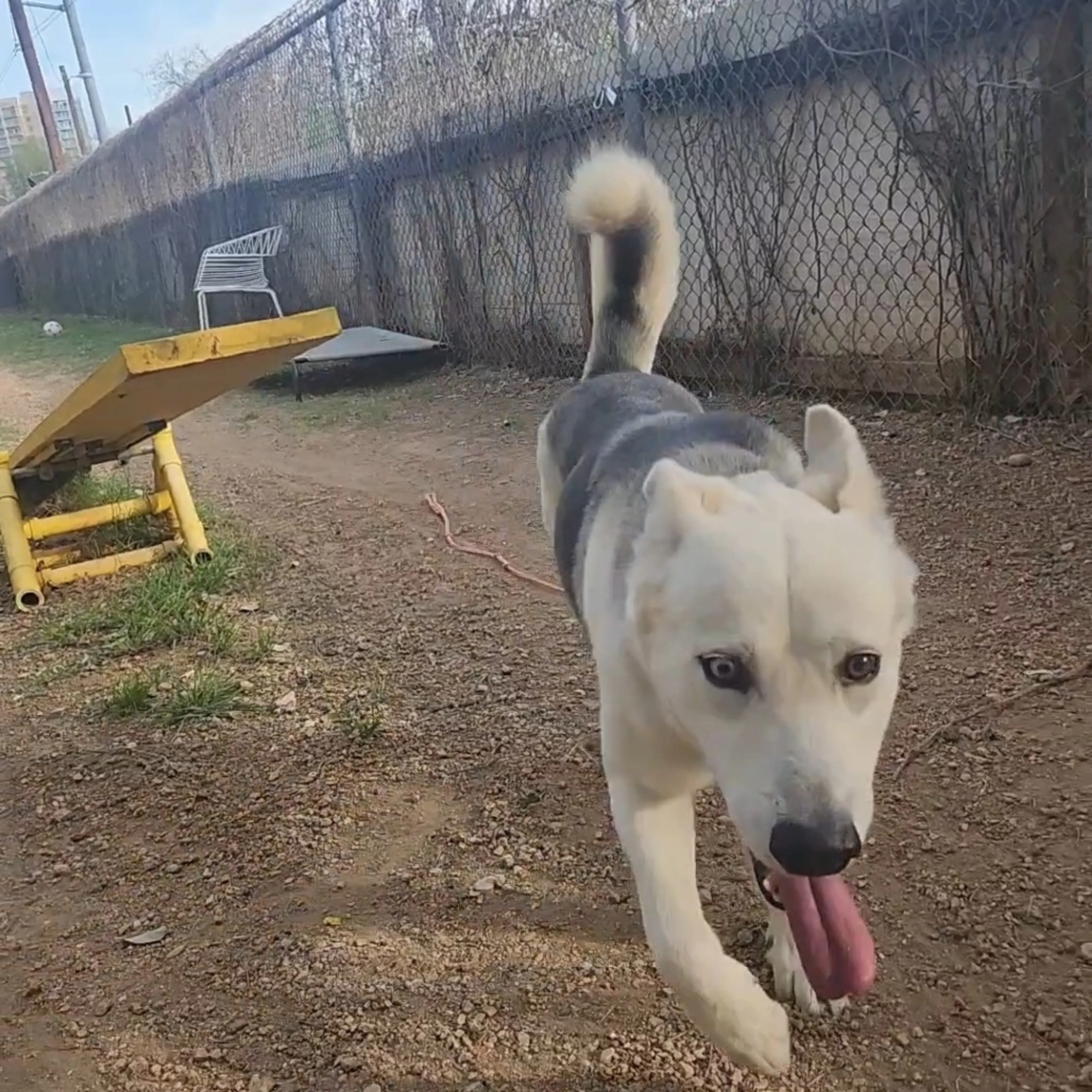 Found pet-2