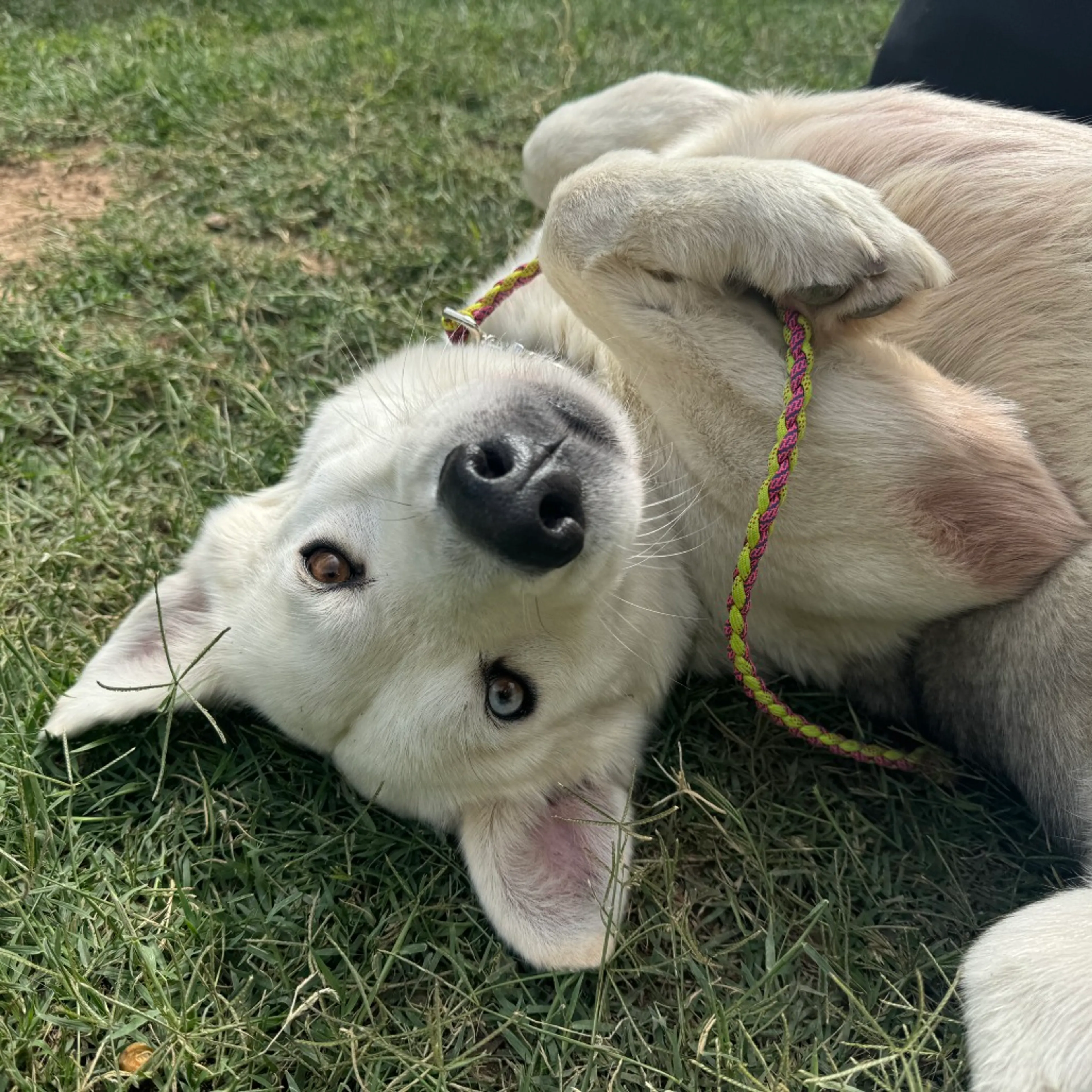 Found pet-7