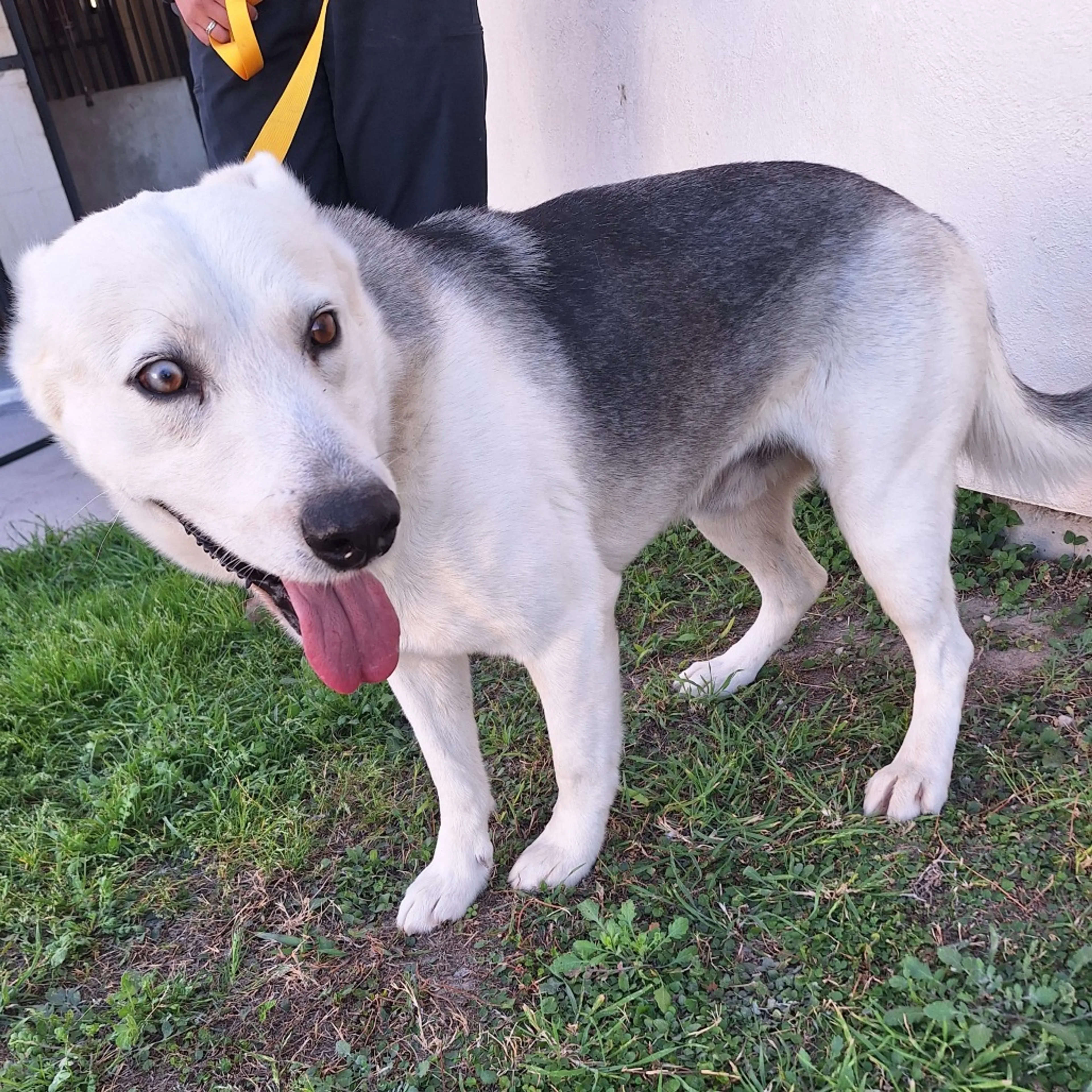Found pet-1
