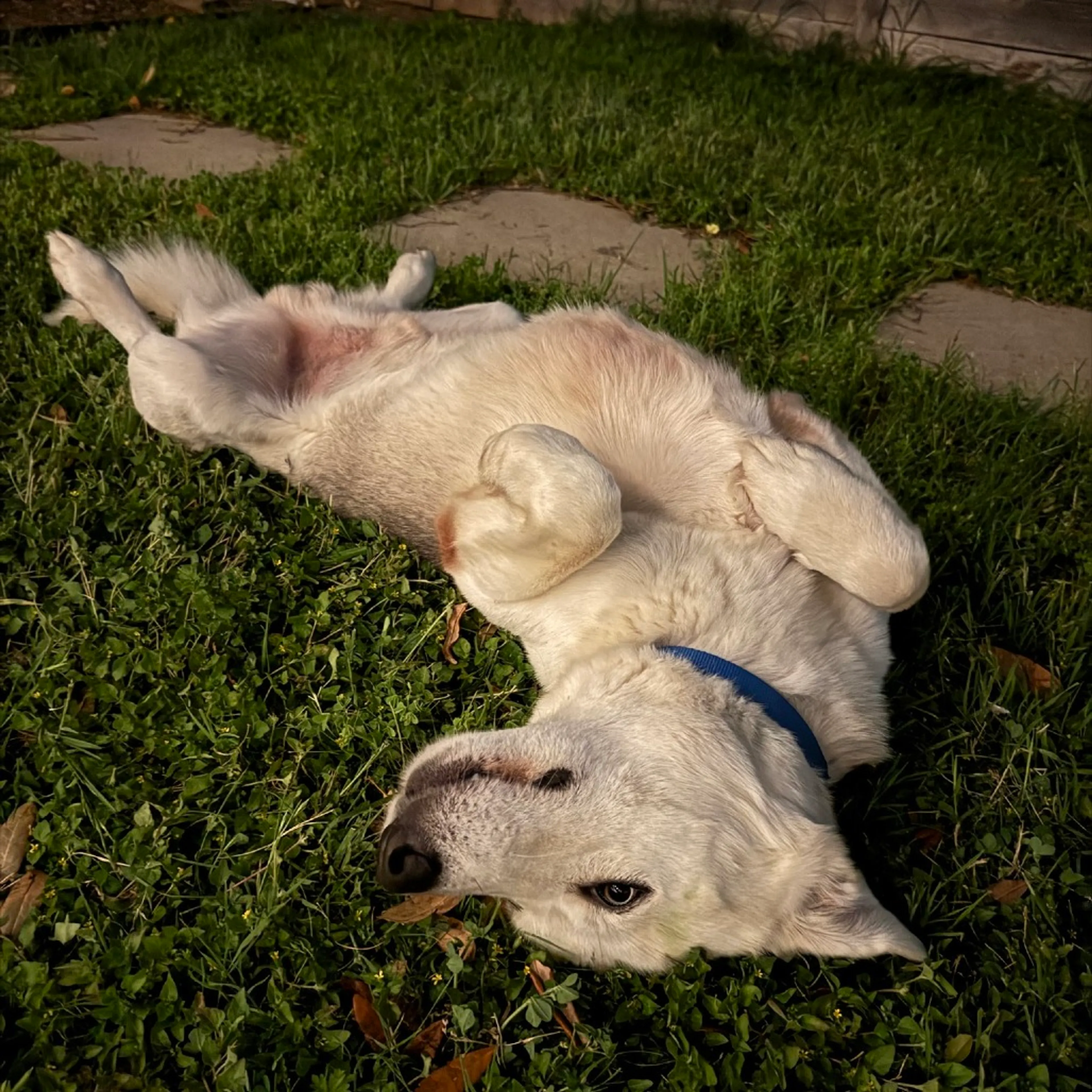 Found pet-3