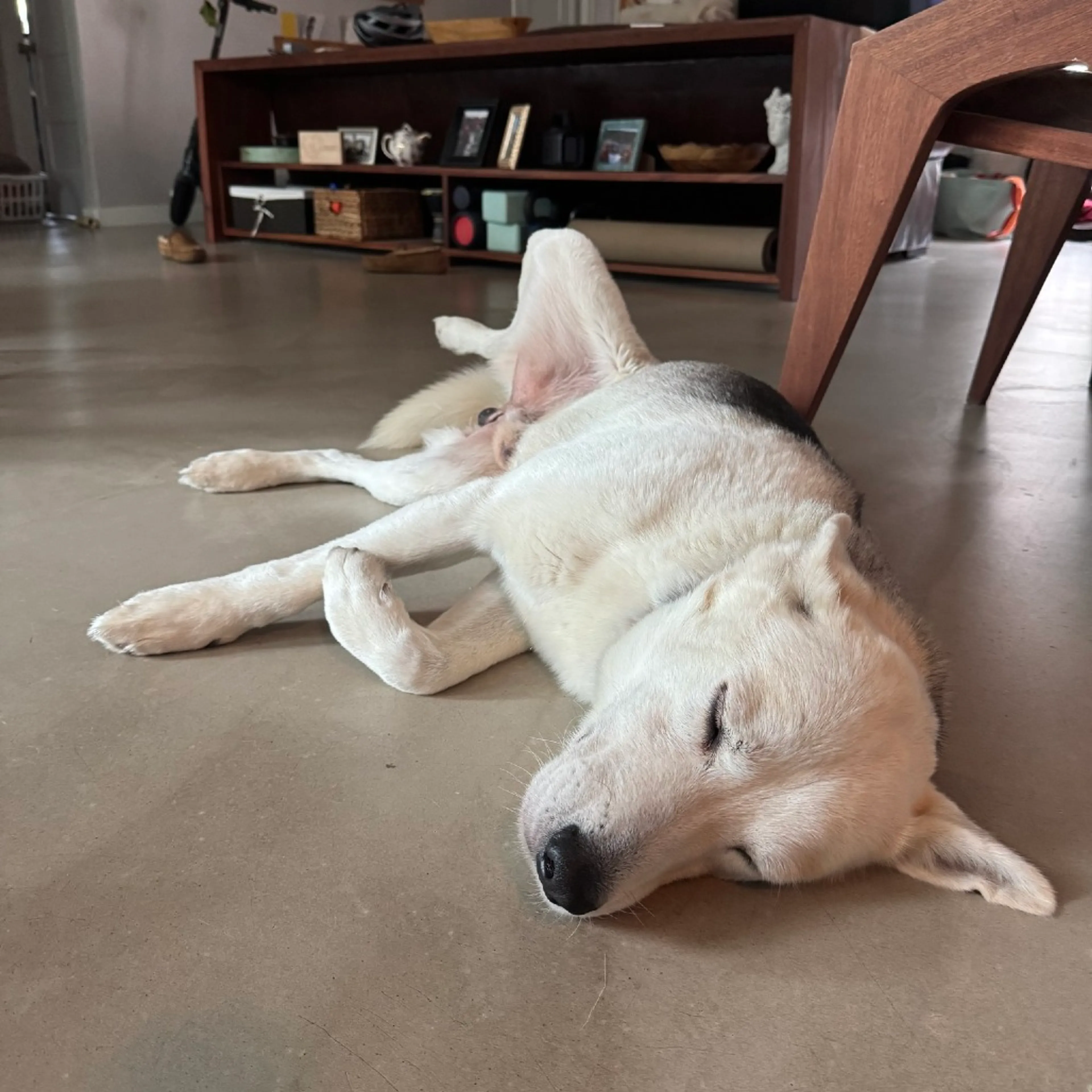 Found pet-6