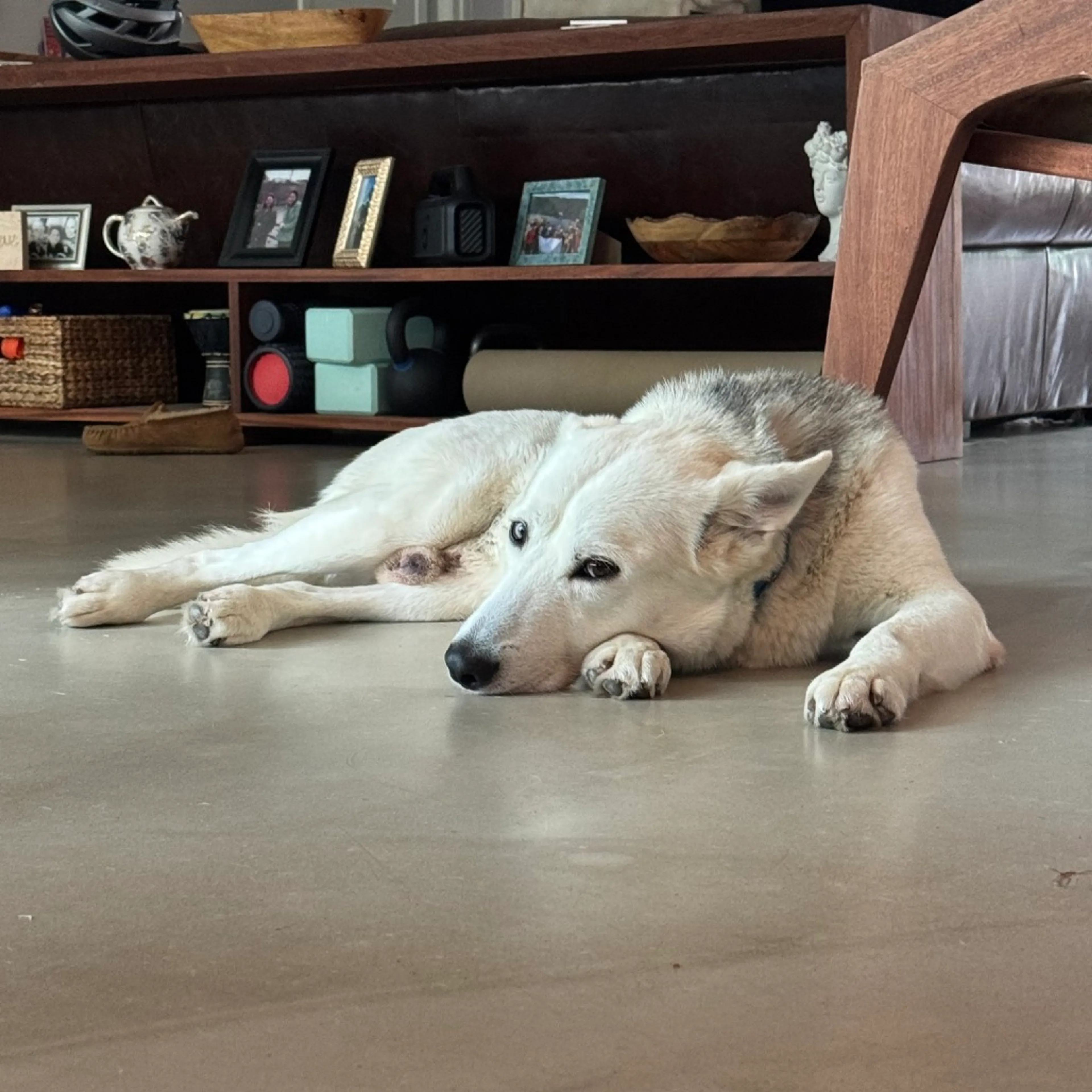 Found pet-8