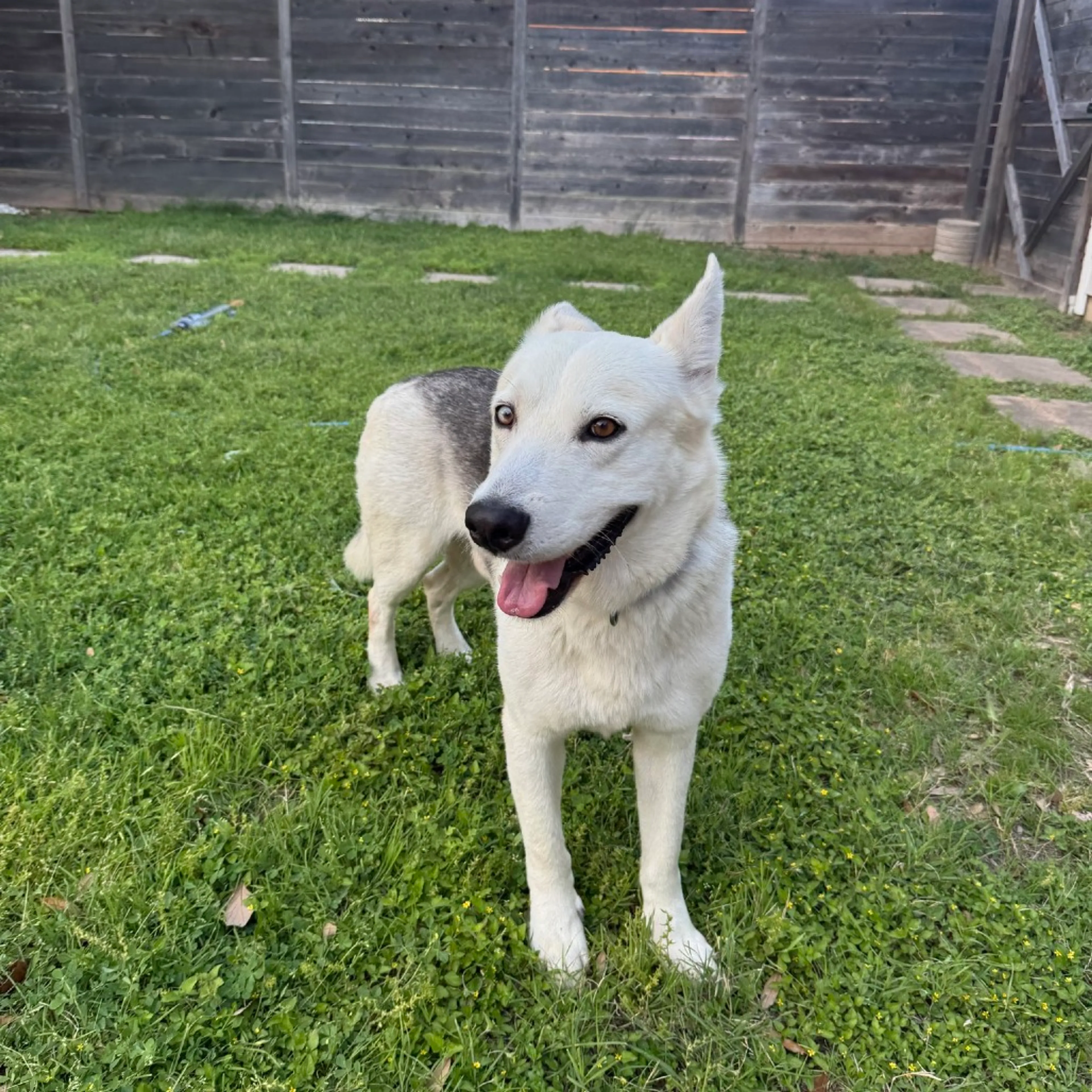 Found pet-5
