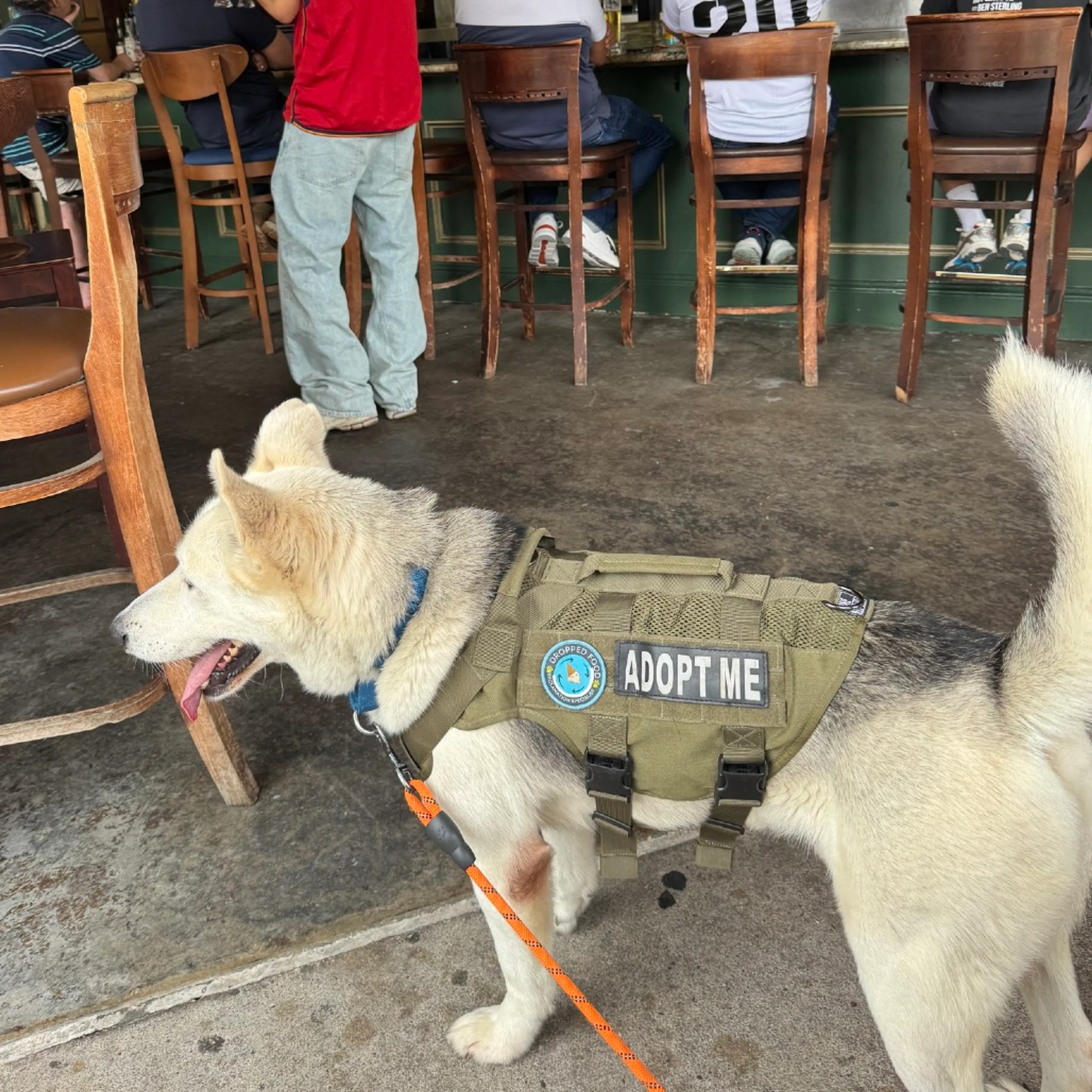 Found pet-4