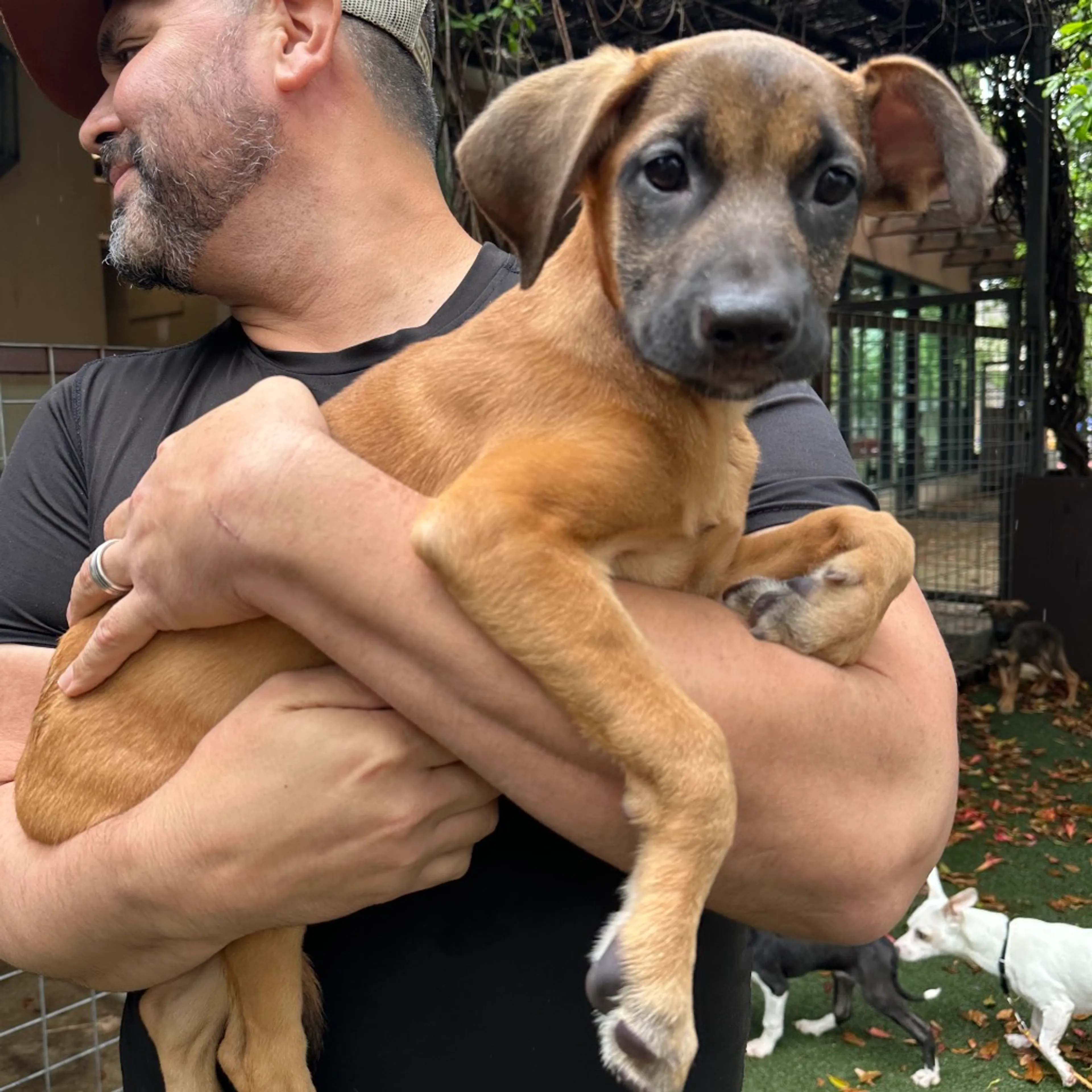 Found pet-3