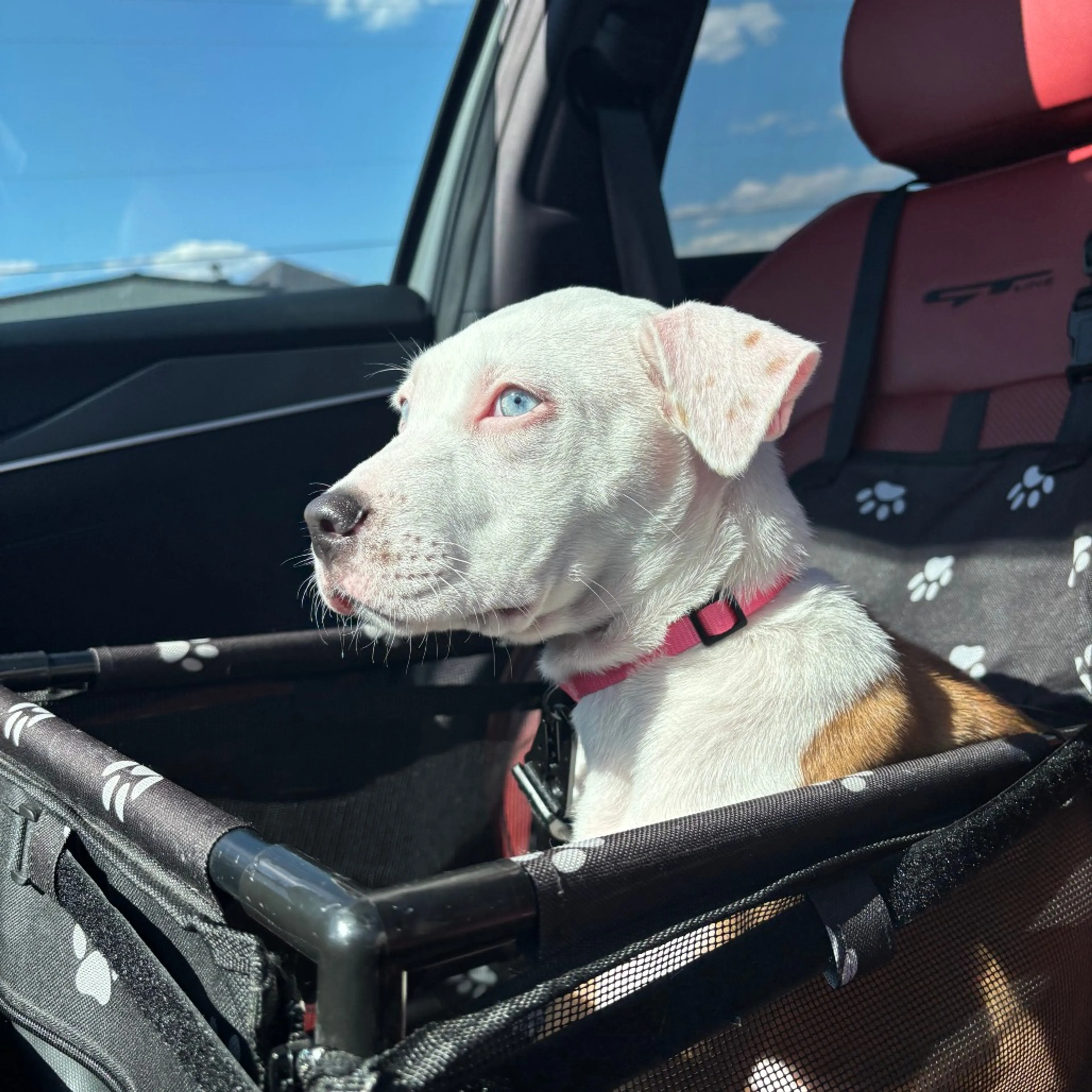 Found pet-4