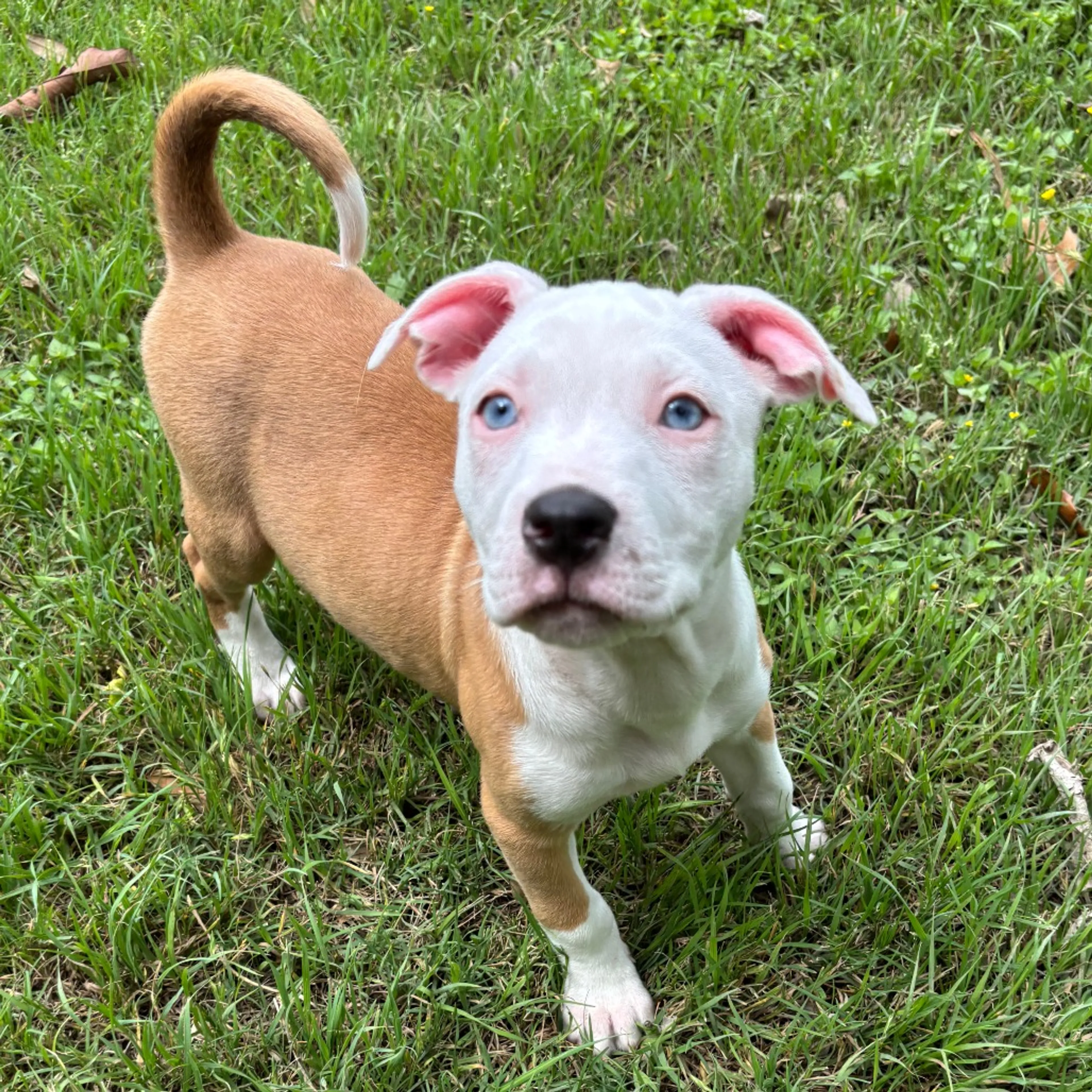 Found pet-5