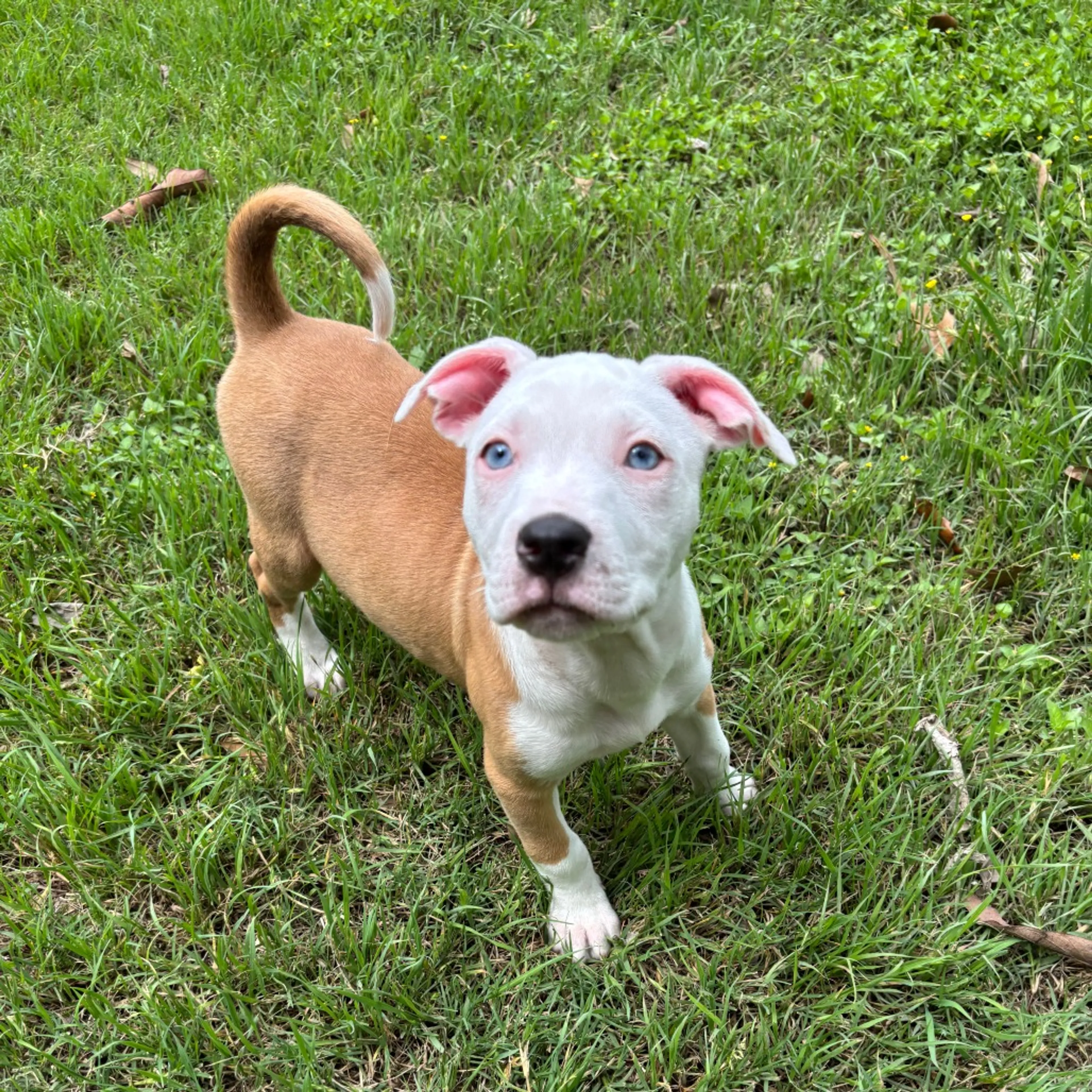 Found pet-2