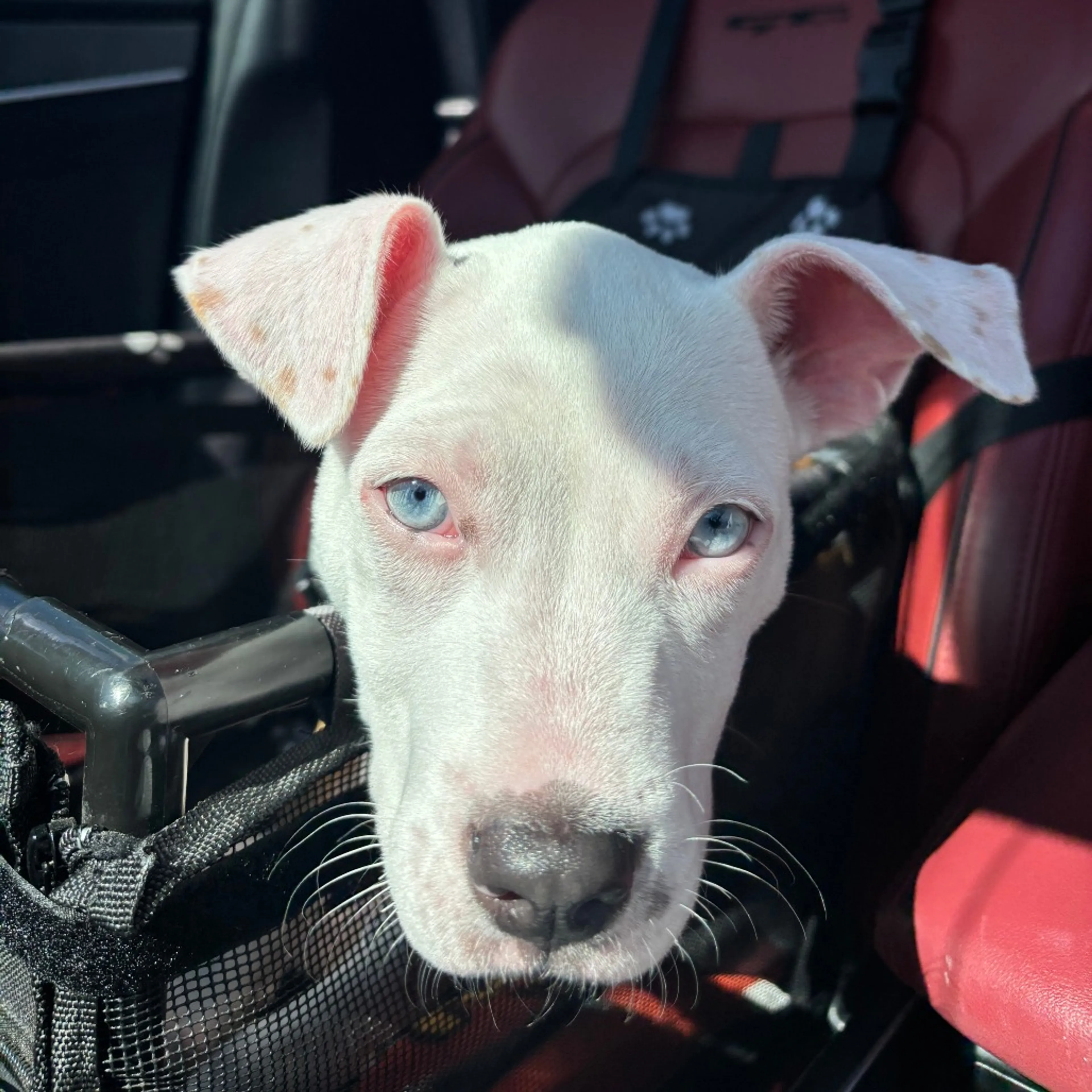 Found pet-6