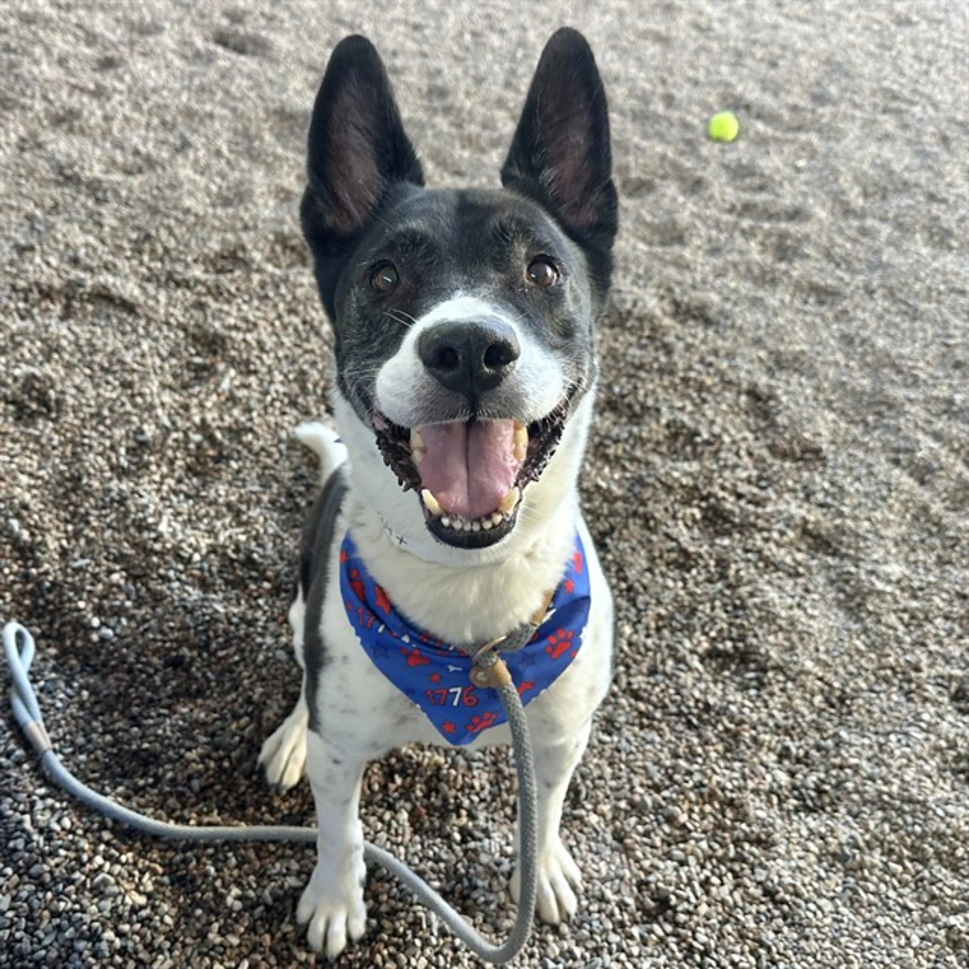 Found pet