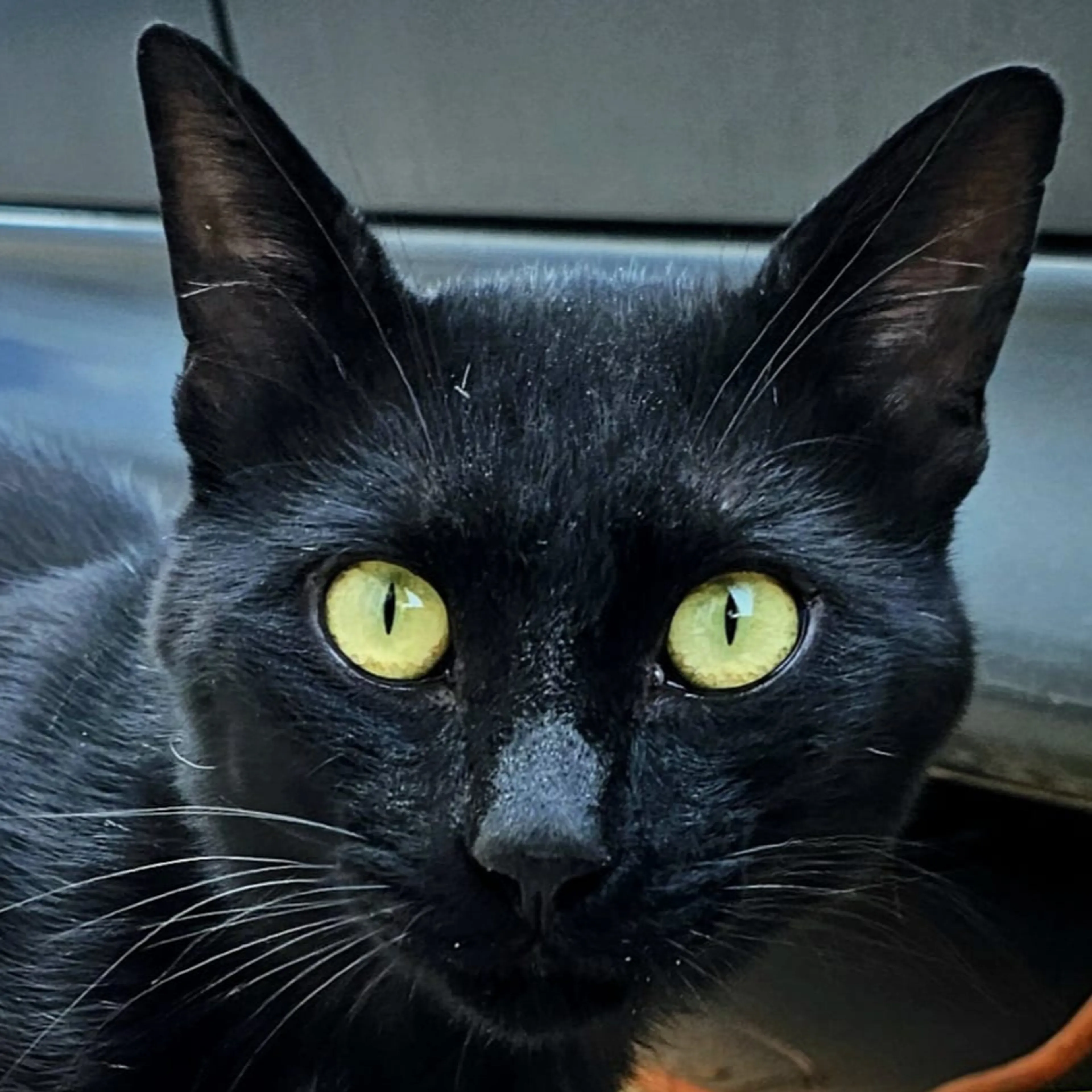 Lost pet-2