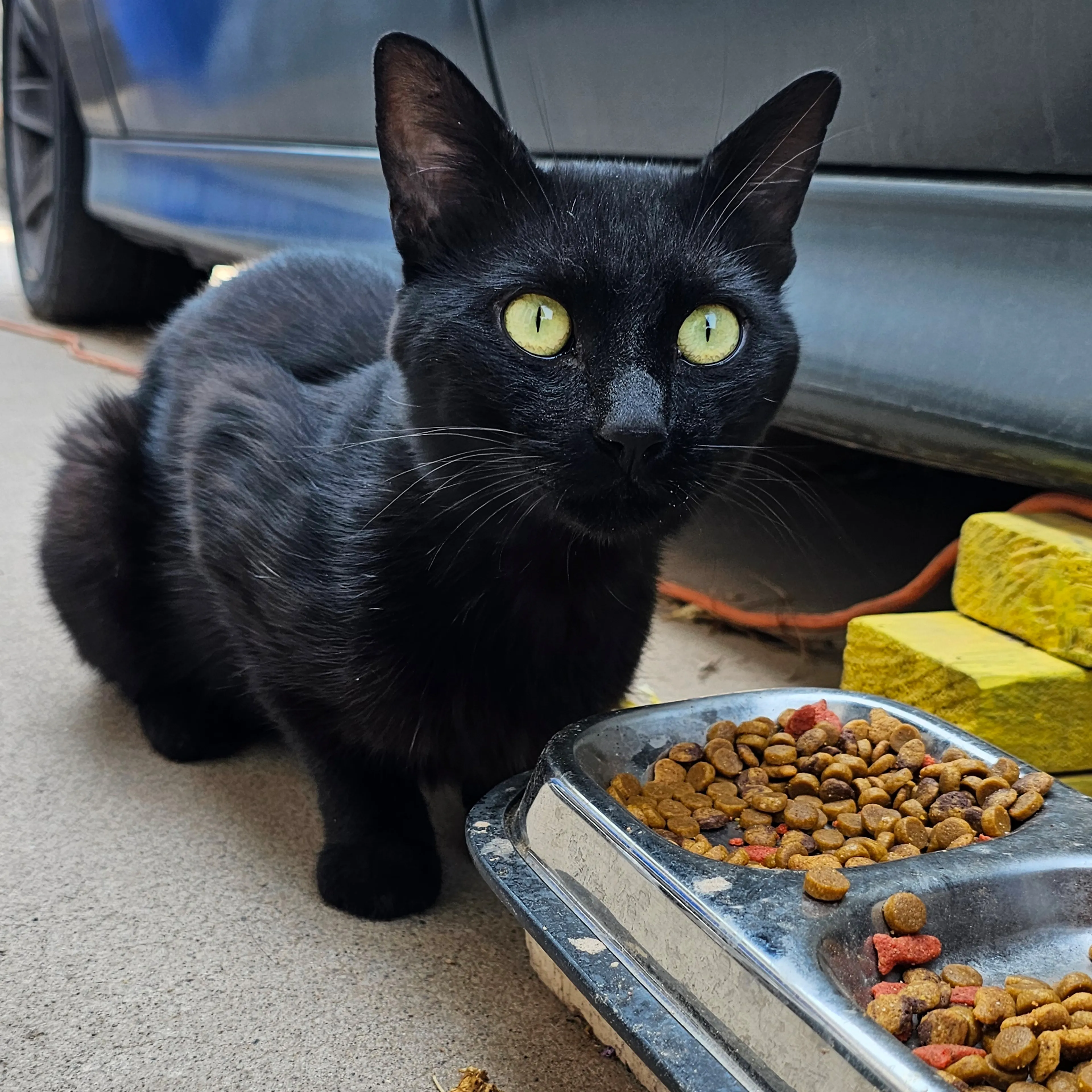 Lost pet-1