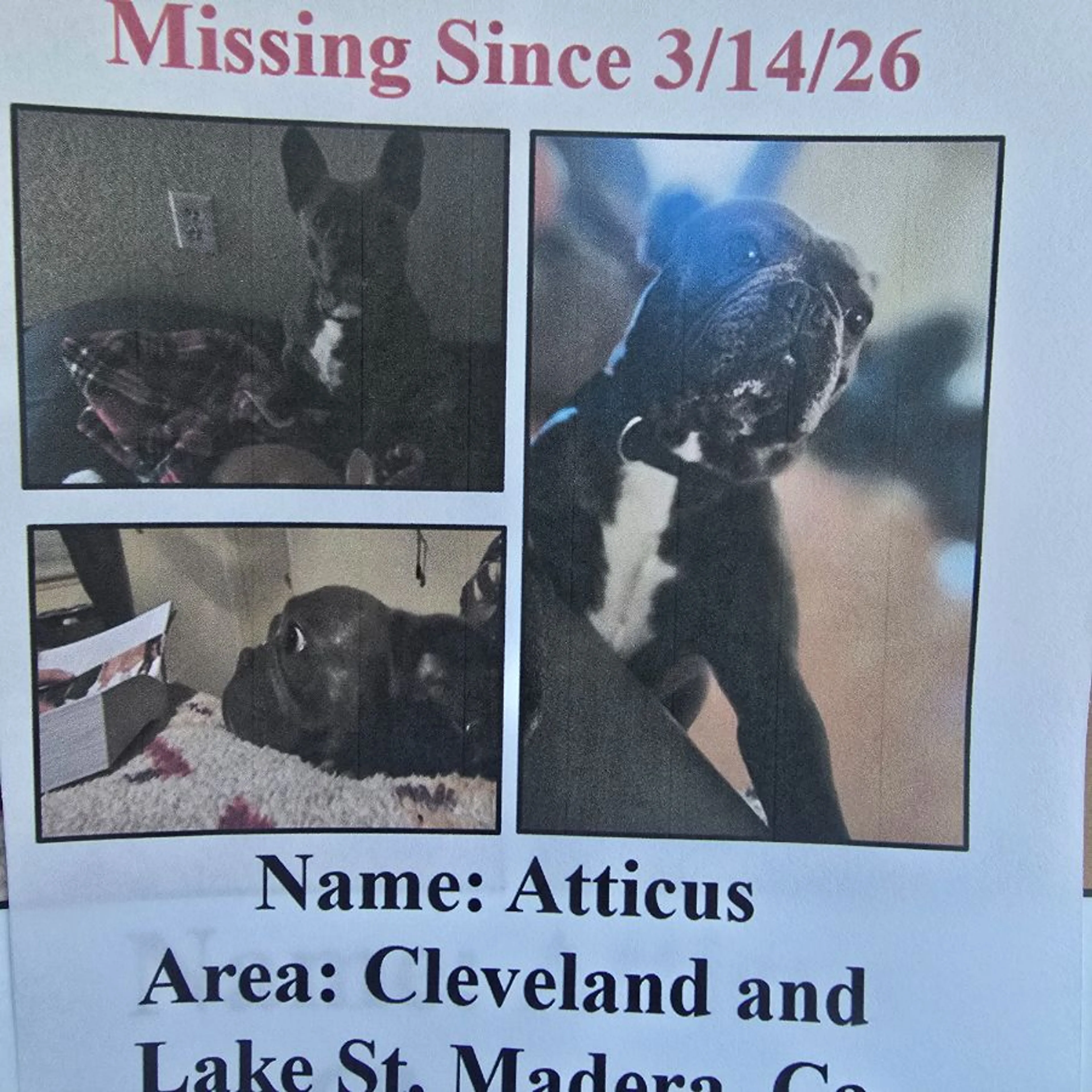 Lost pet