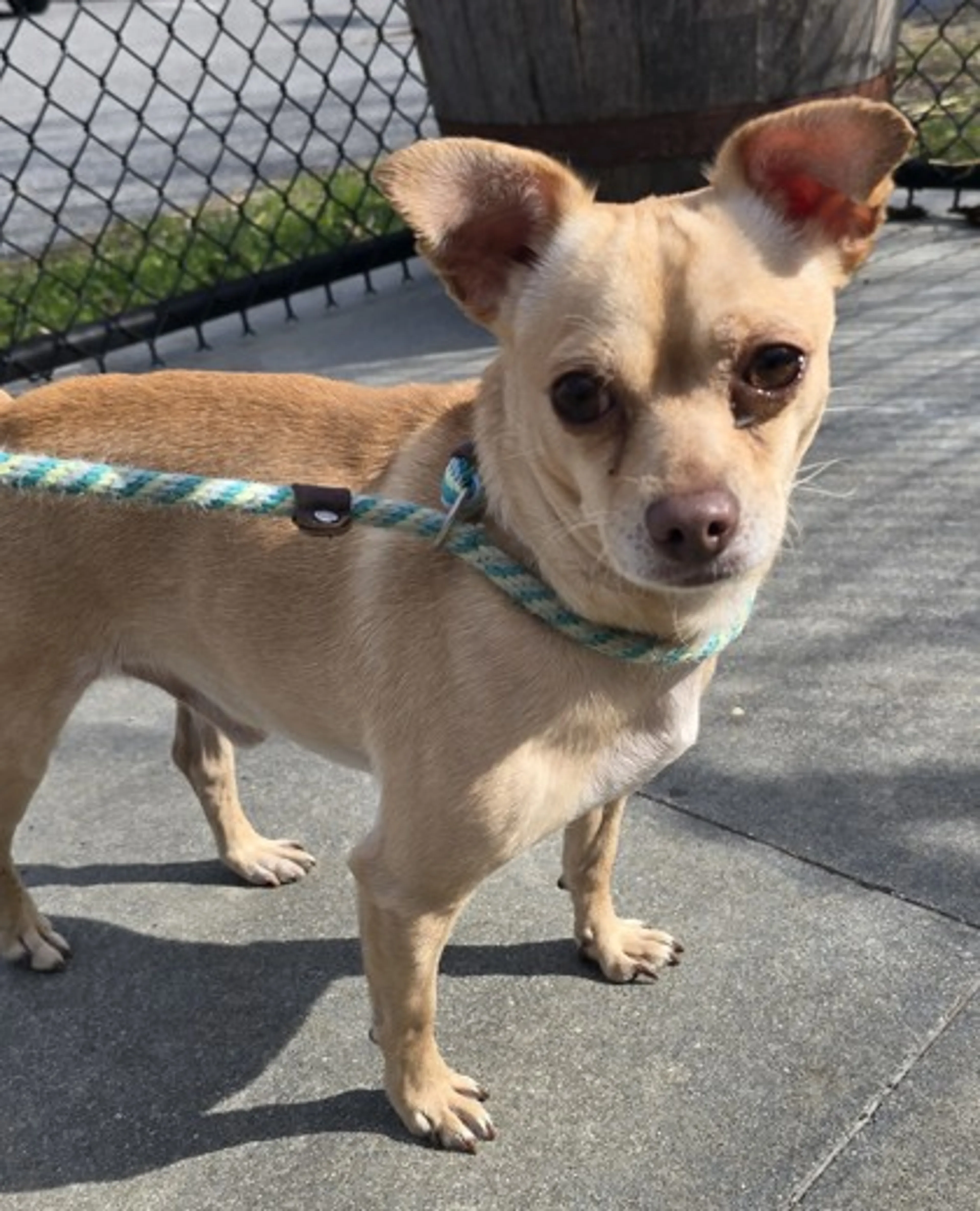 Found pet-1