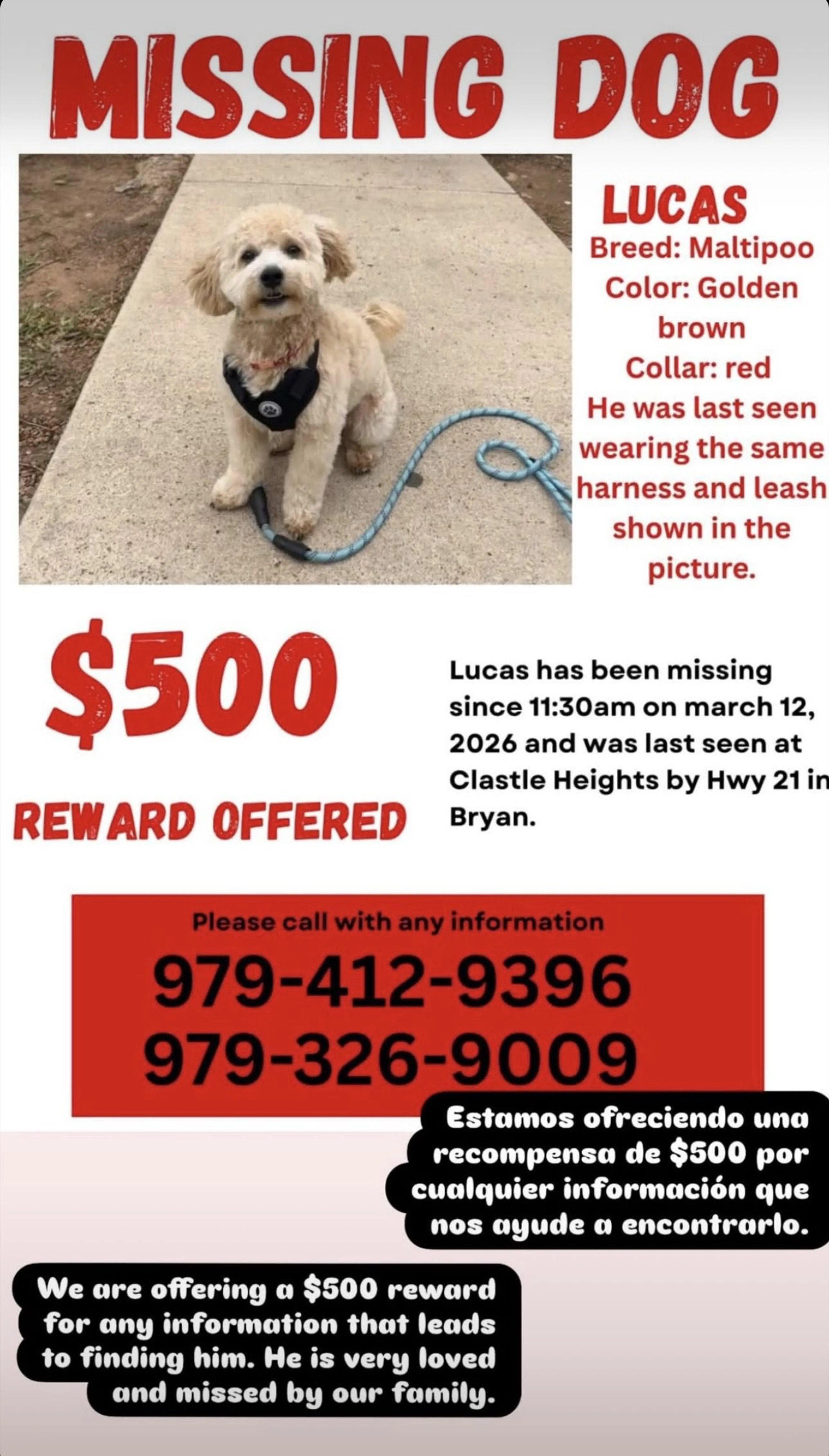 Lost pet