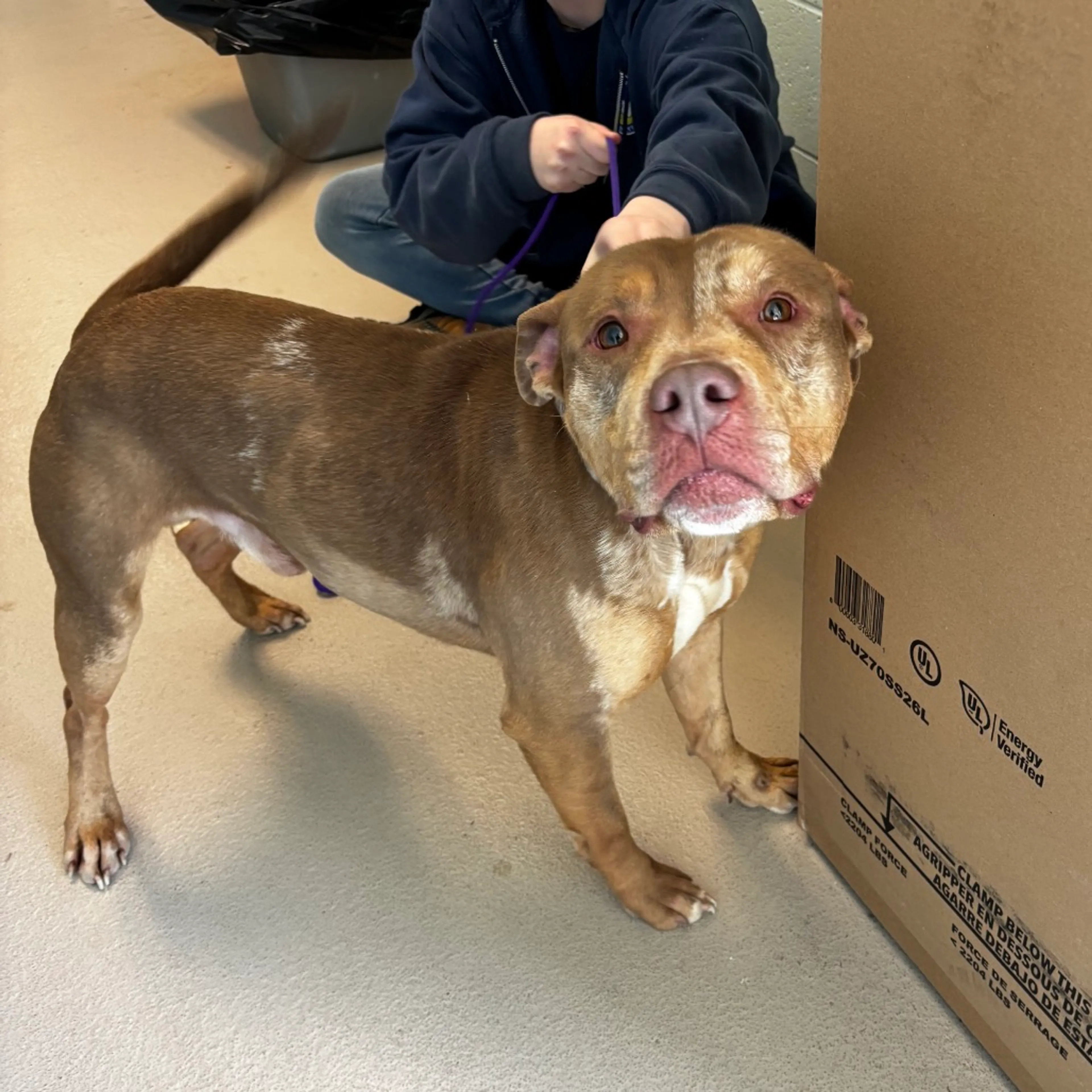 Found pet-2