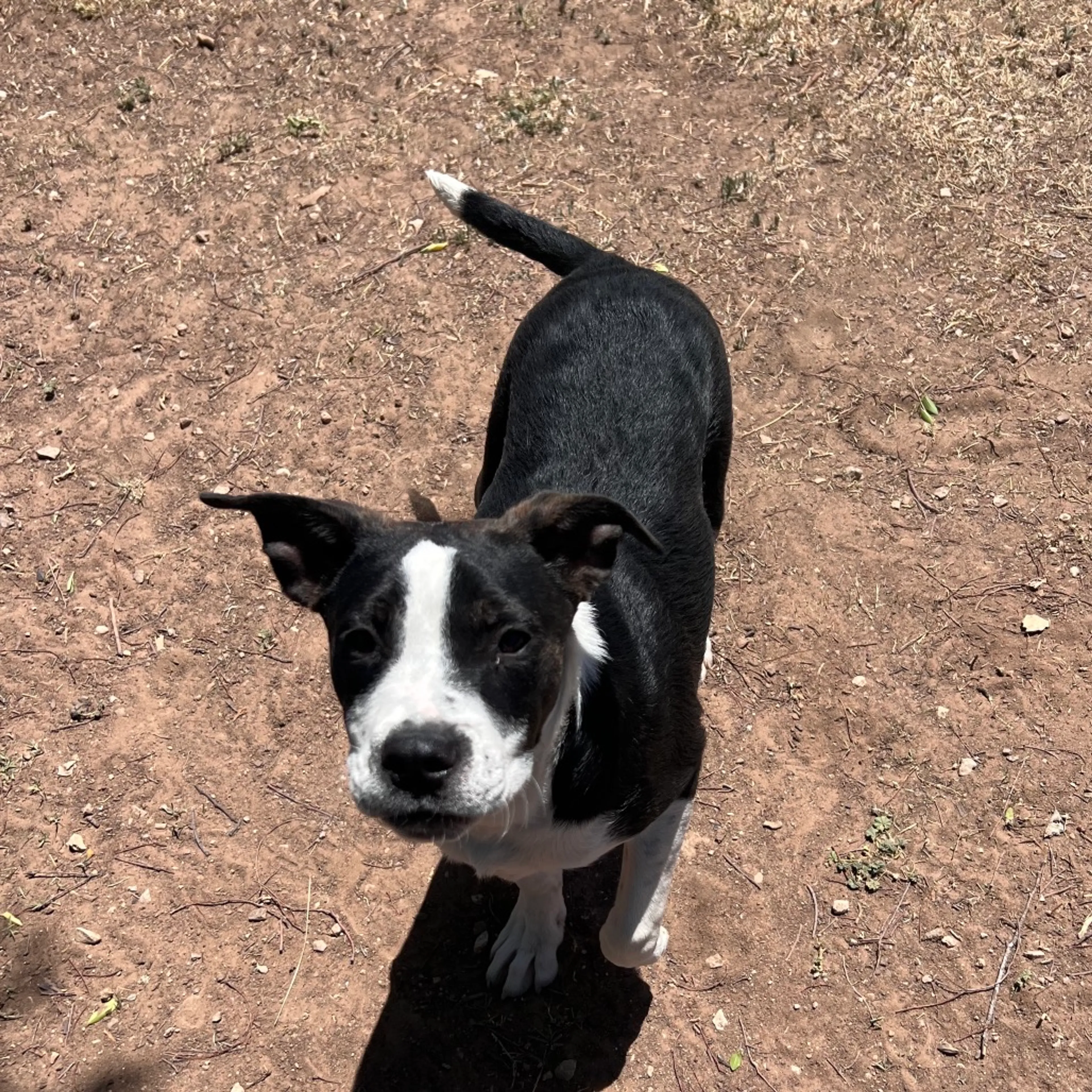 Found pet-12