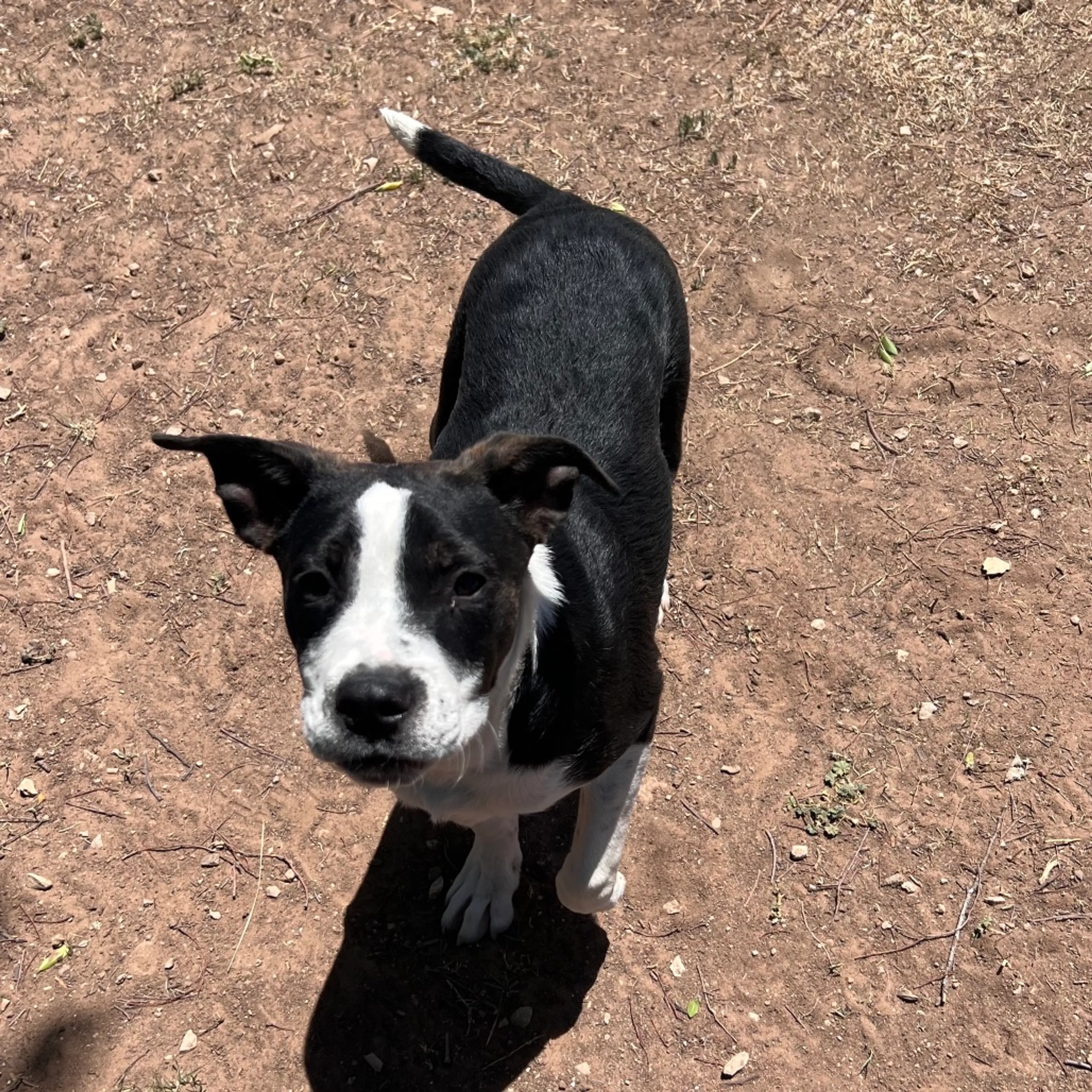 Found pet-10