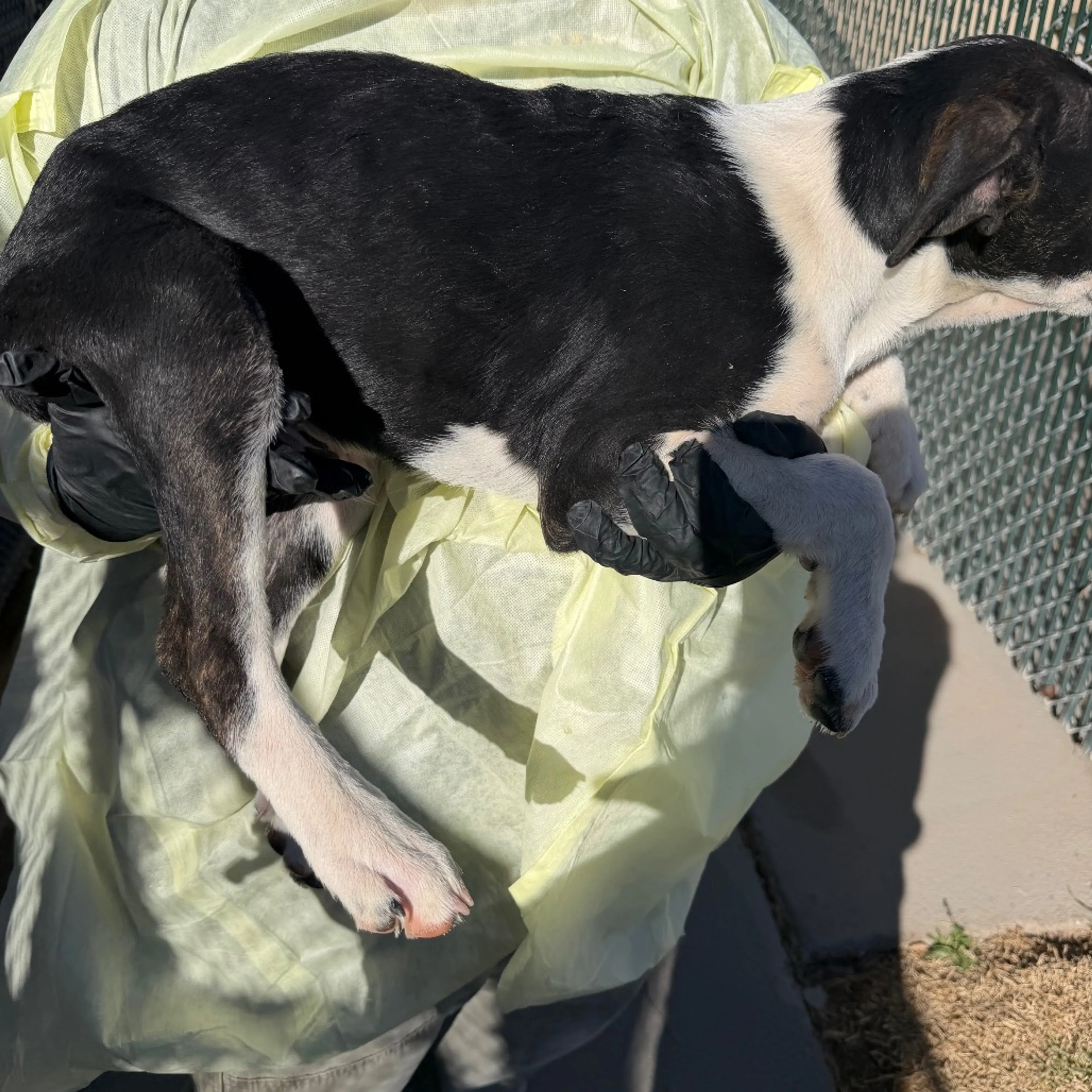 Found pet-2
