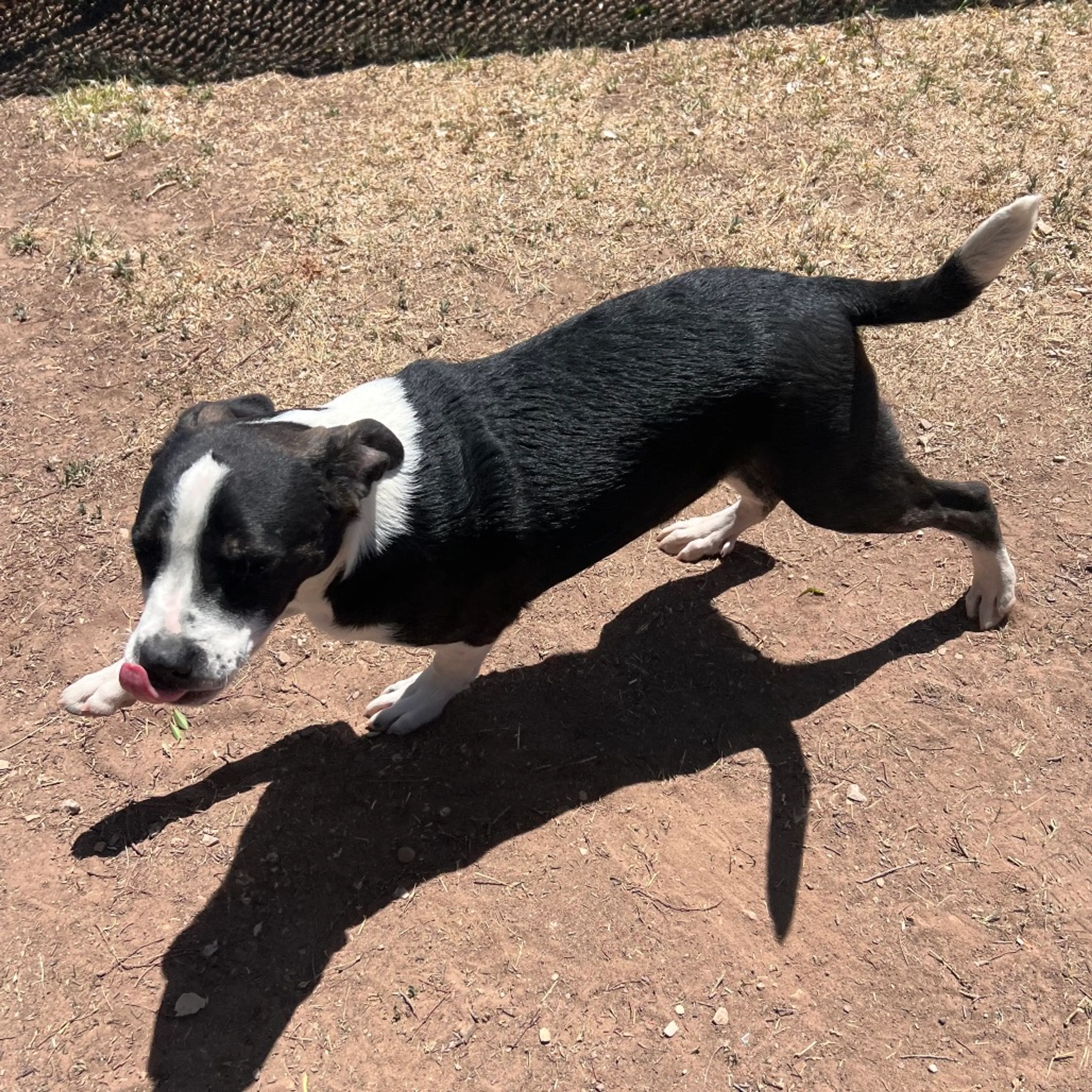 Found pet-5