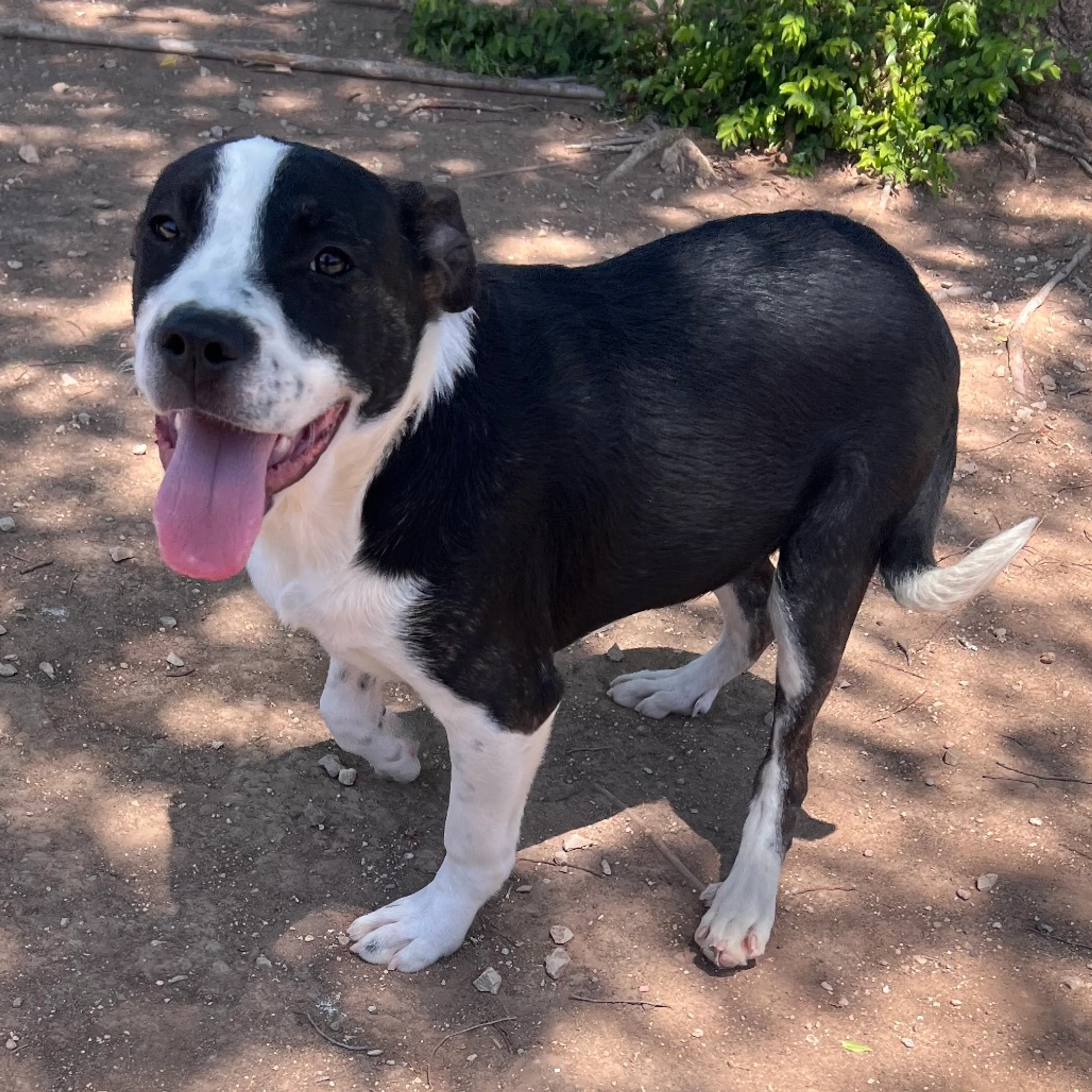Found pet-4