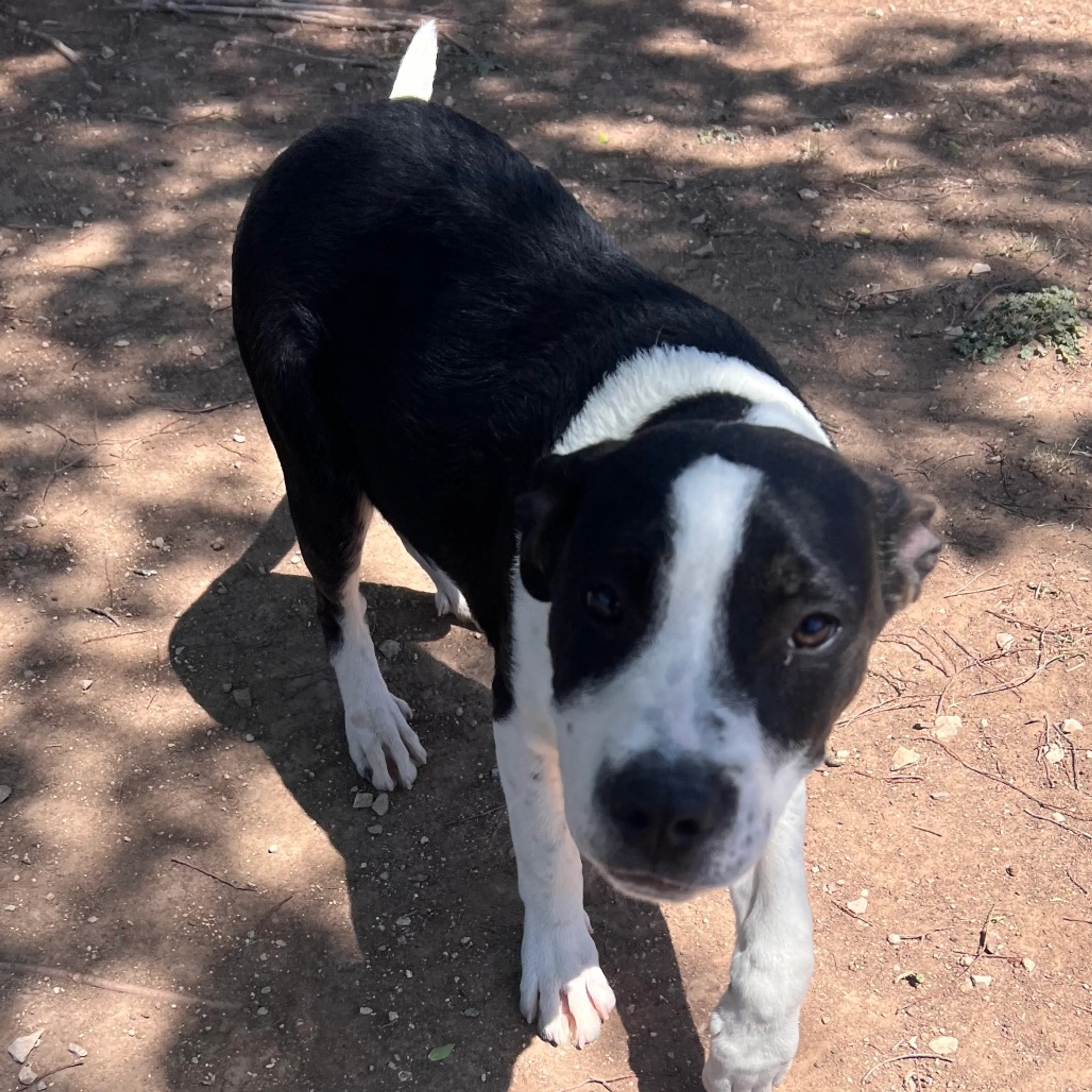 Found pet-7