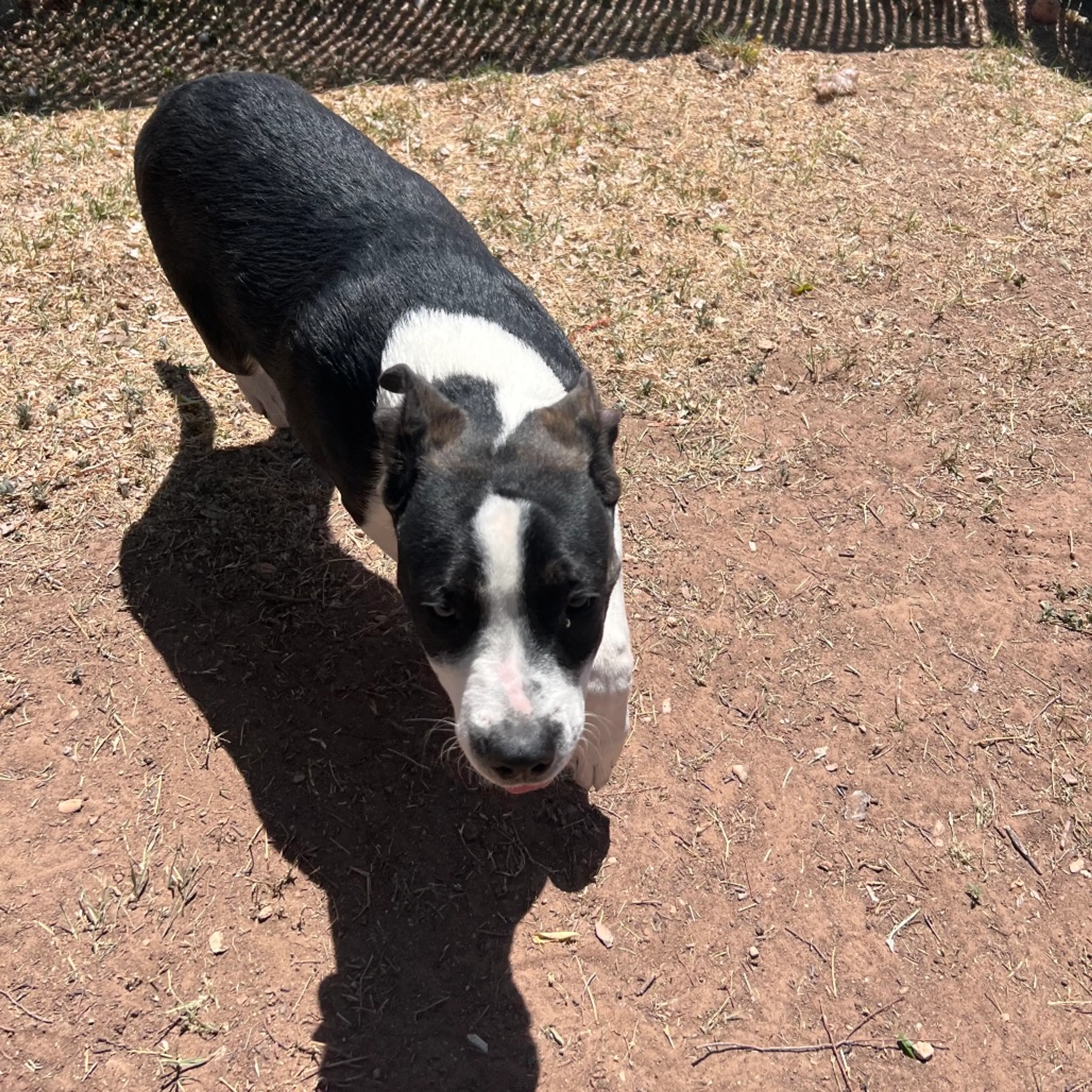 Found pet-8