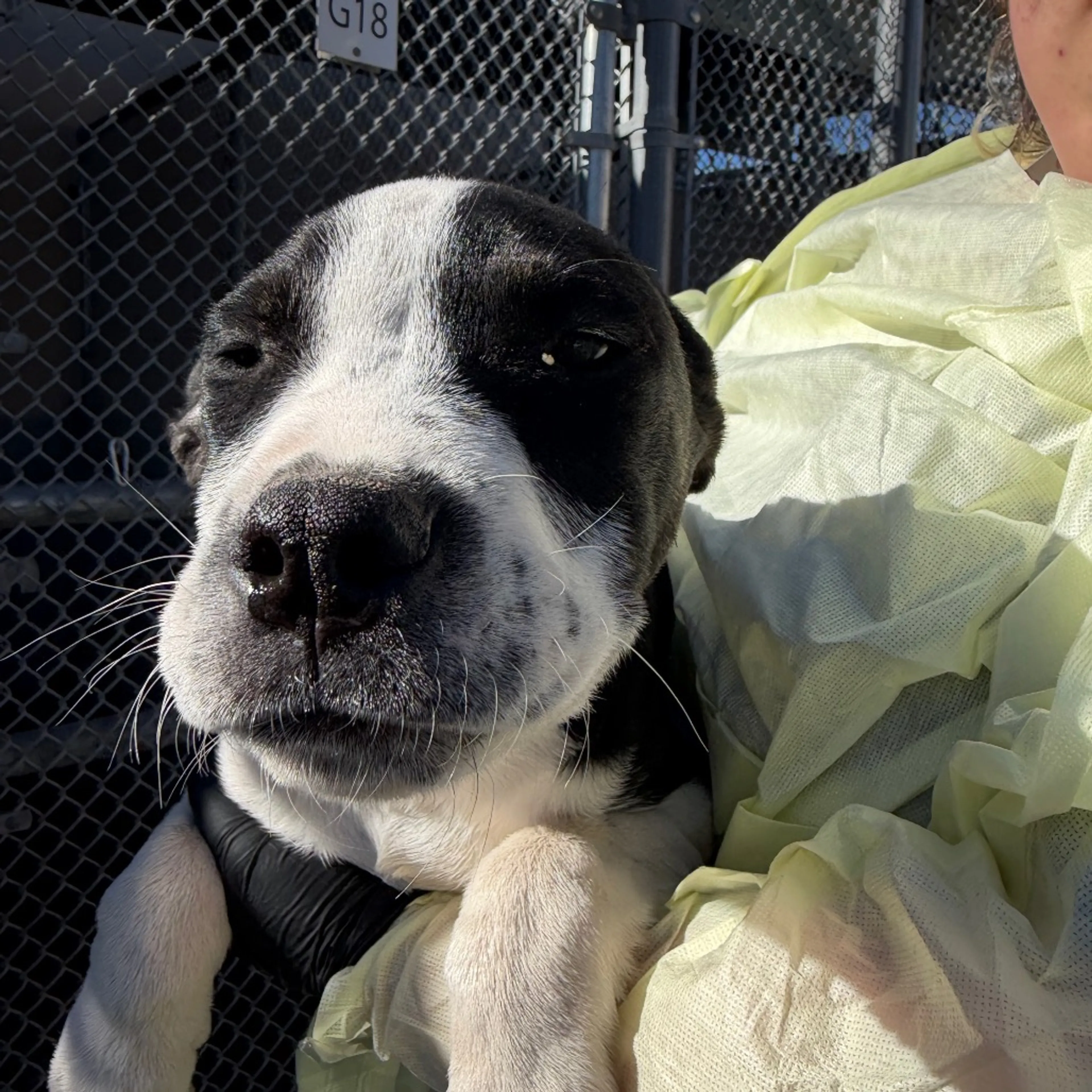 Found pet-1