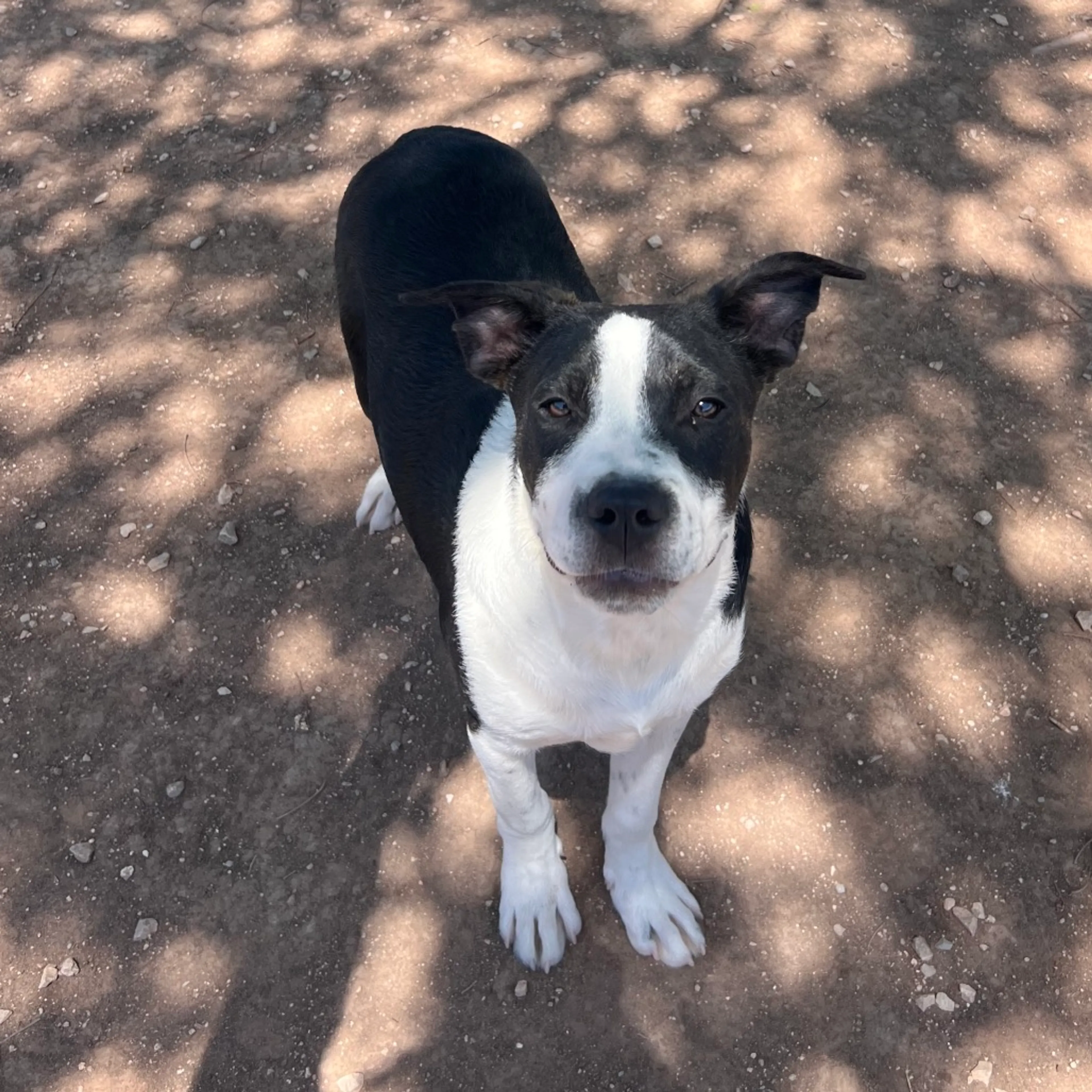 Found pet-13