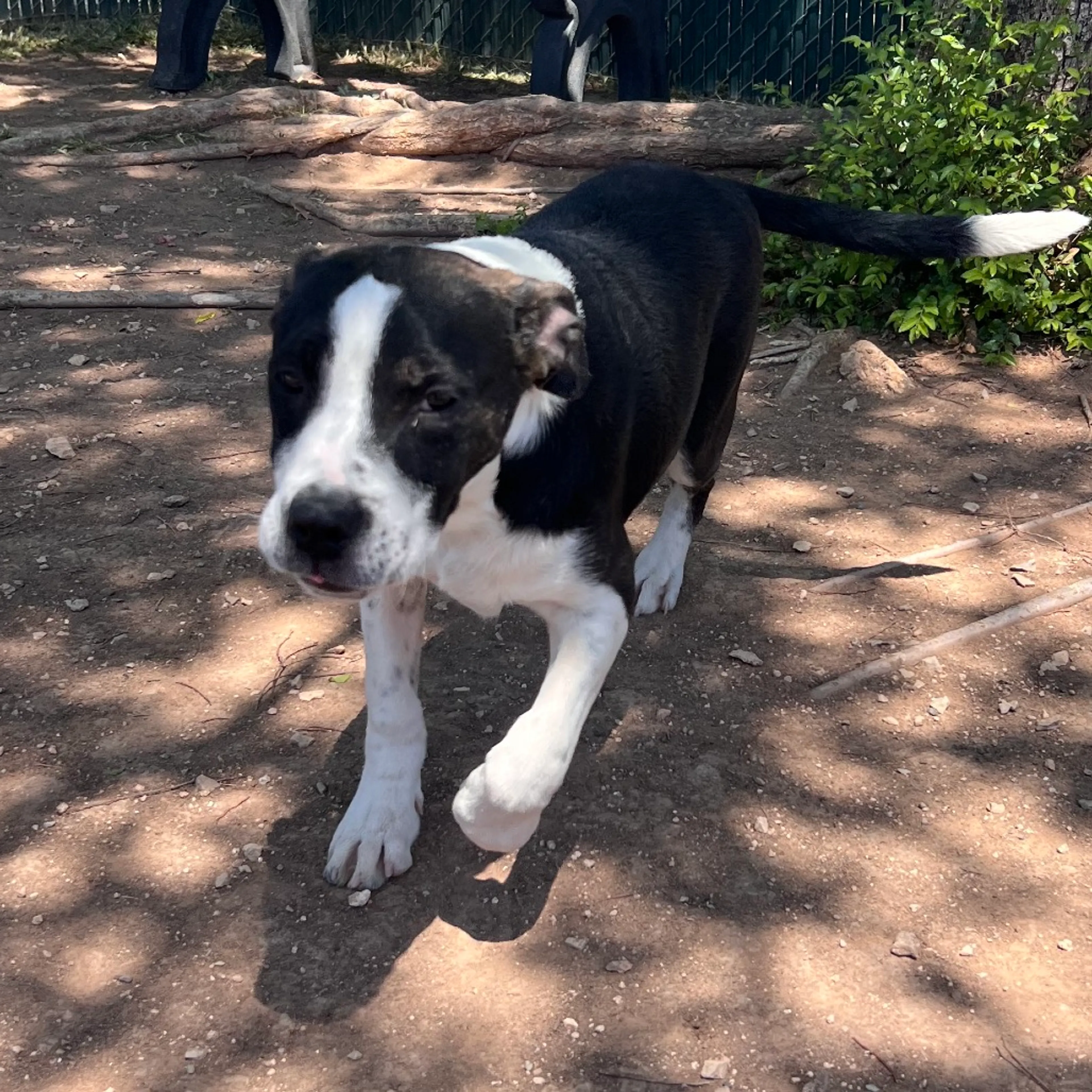 Found pet-6