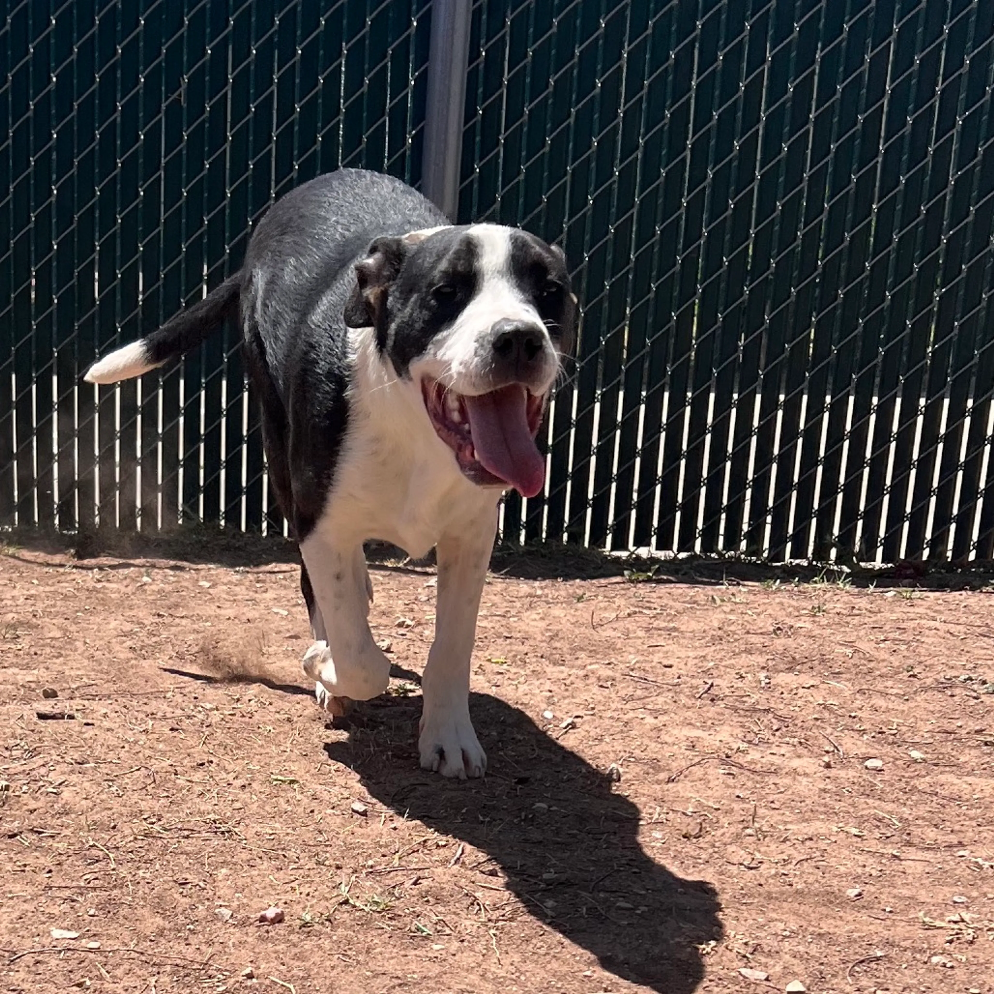 Found pet-11