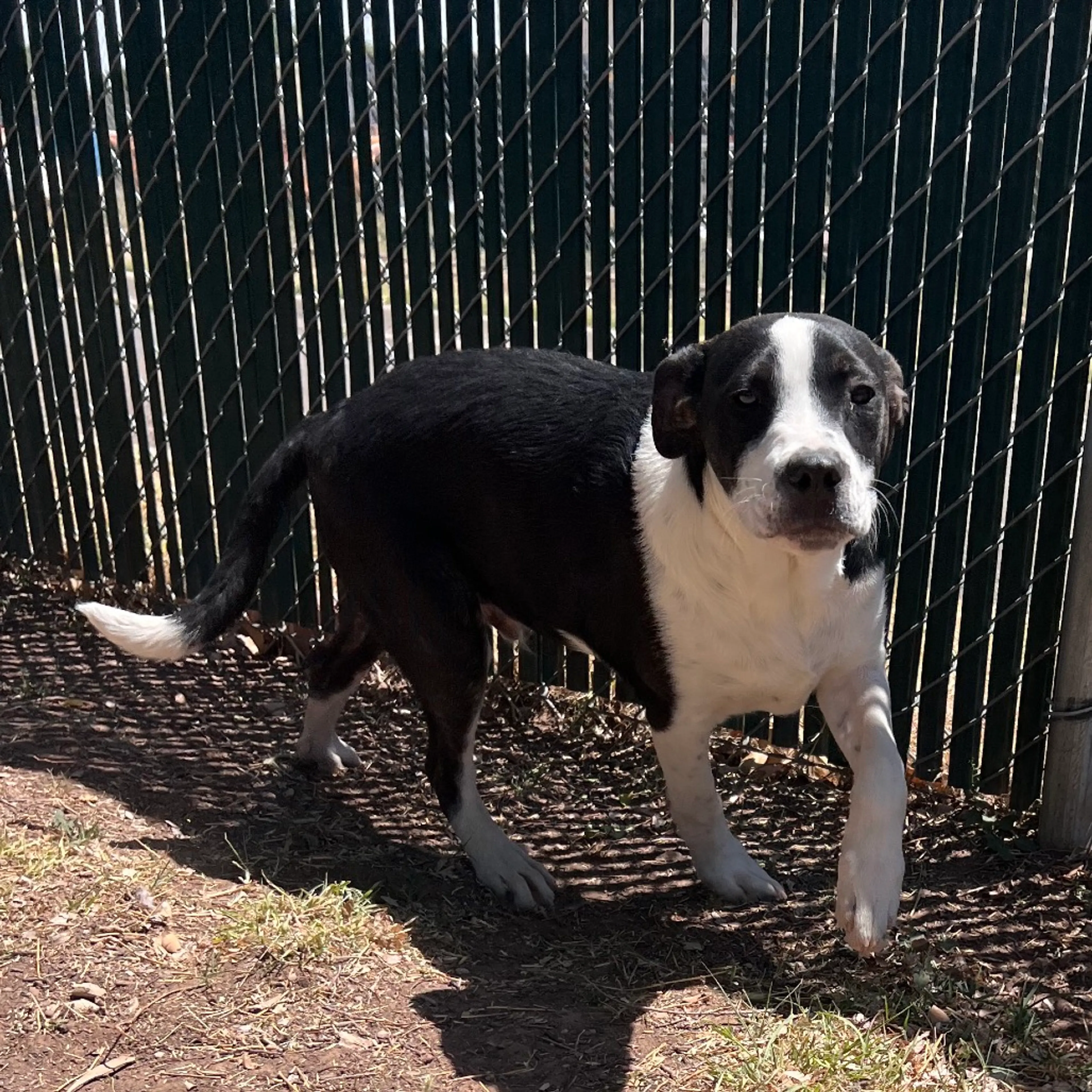 Found pet-9