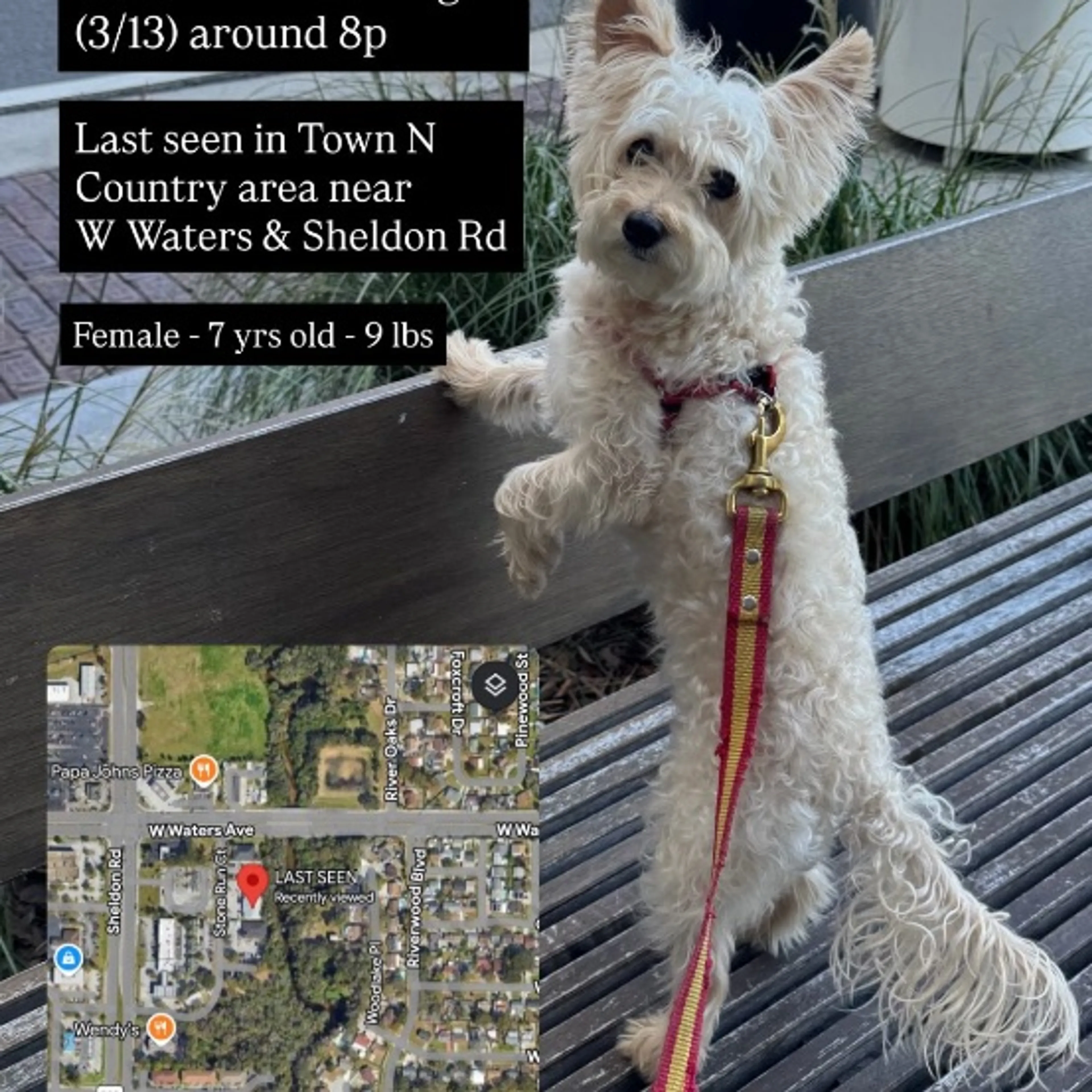 Lost pet