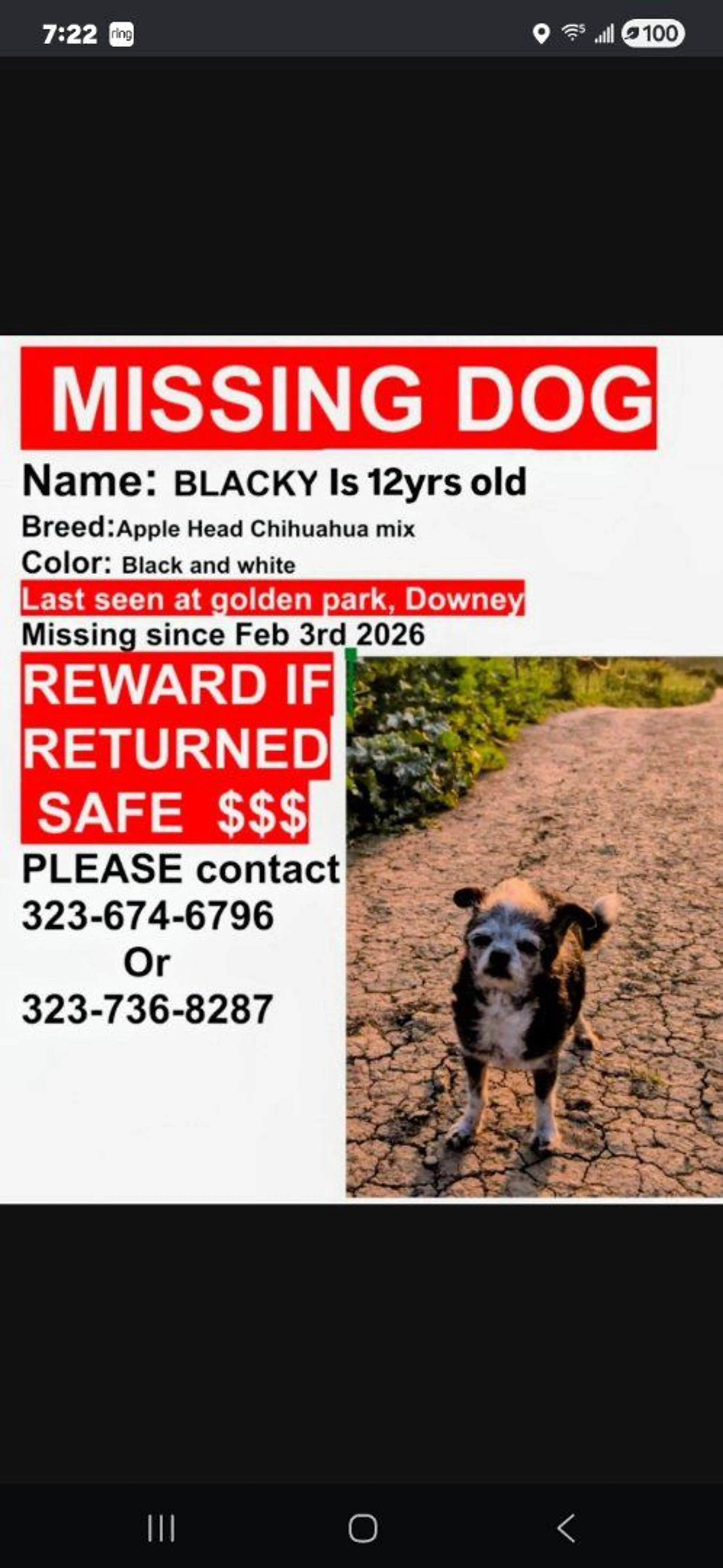 Lost pet