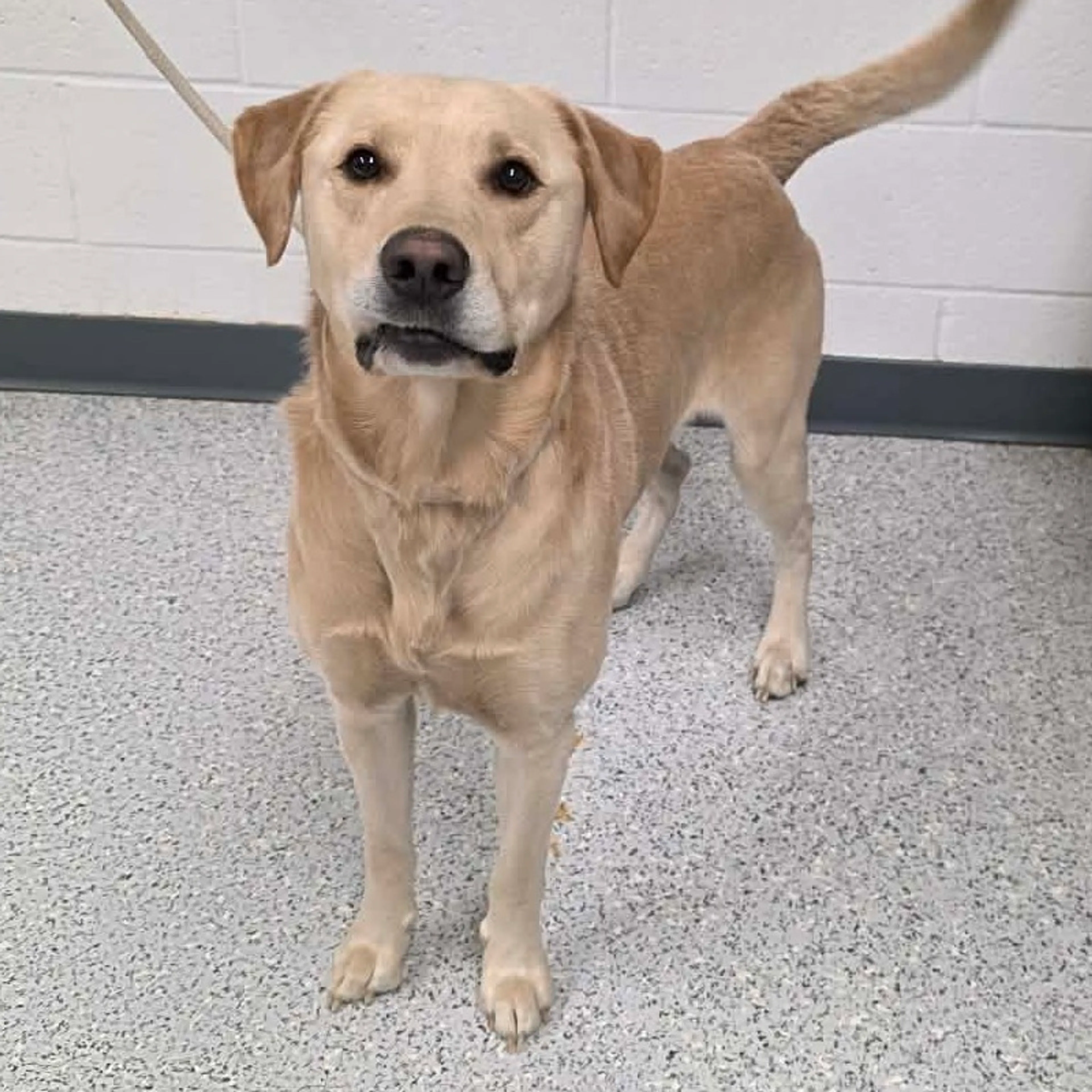 Found pet-2