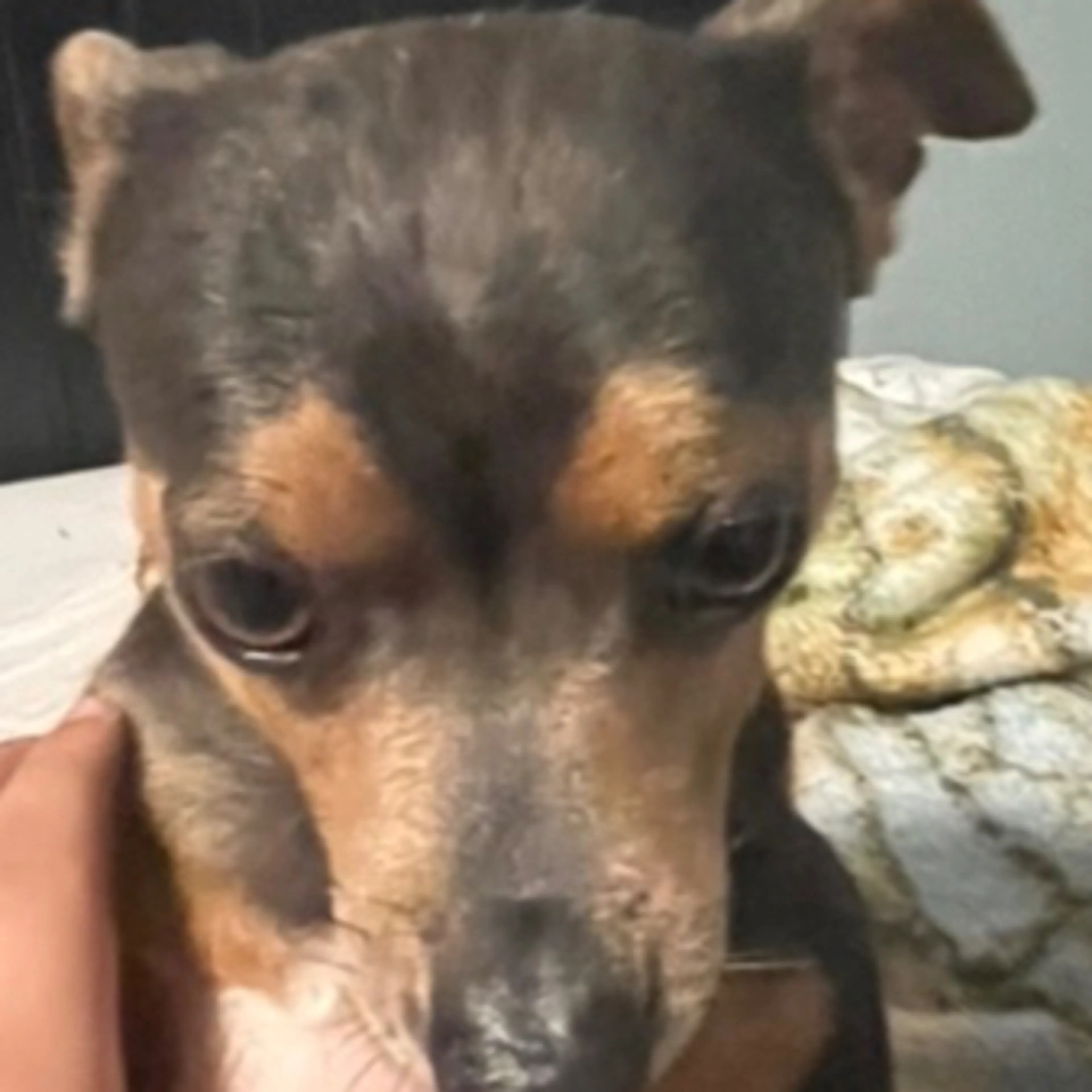 Lost pet-3