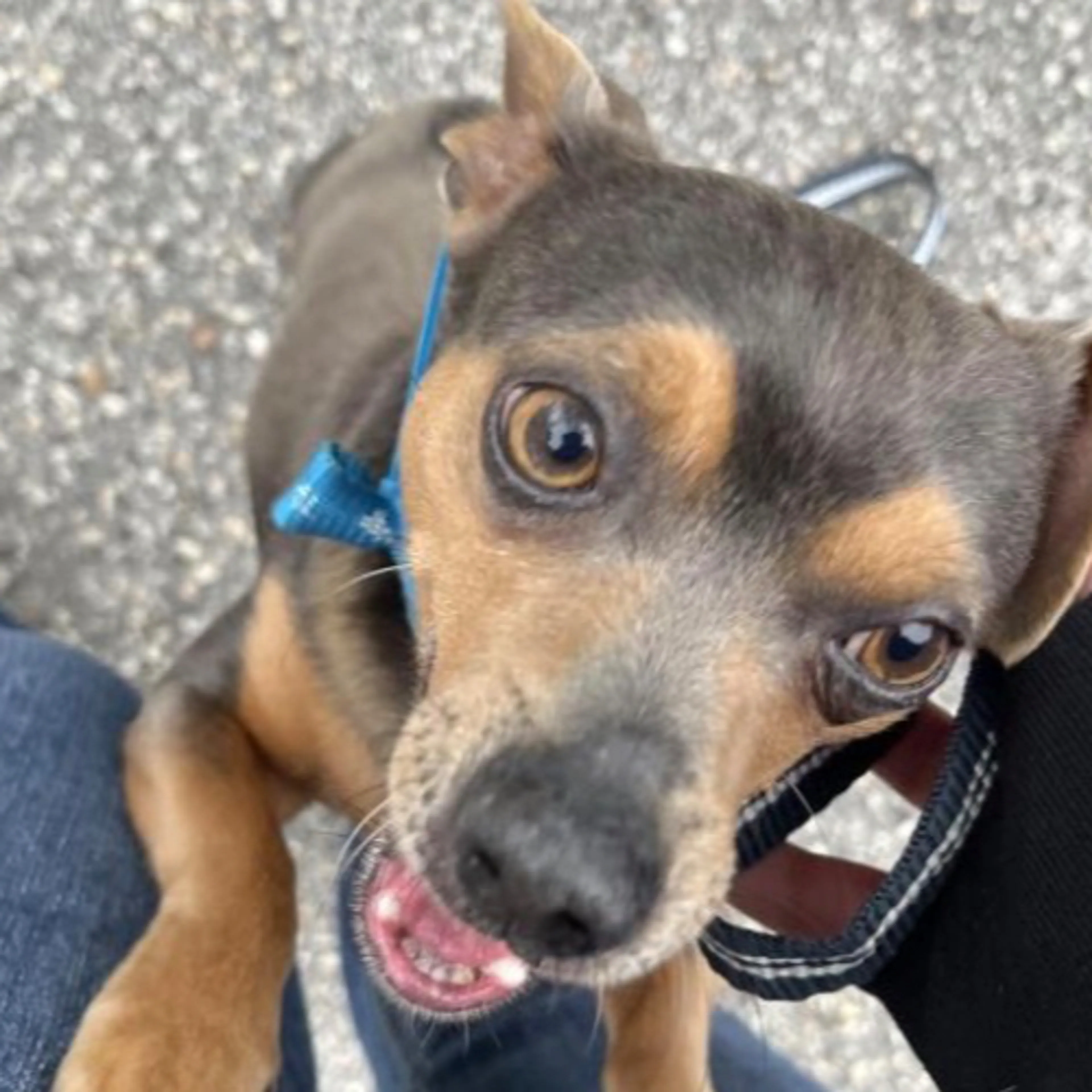 Lost pet-2