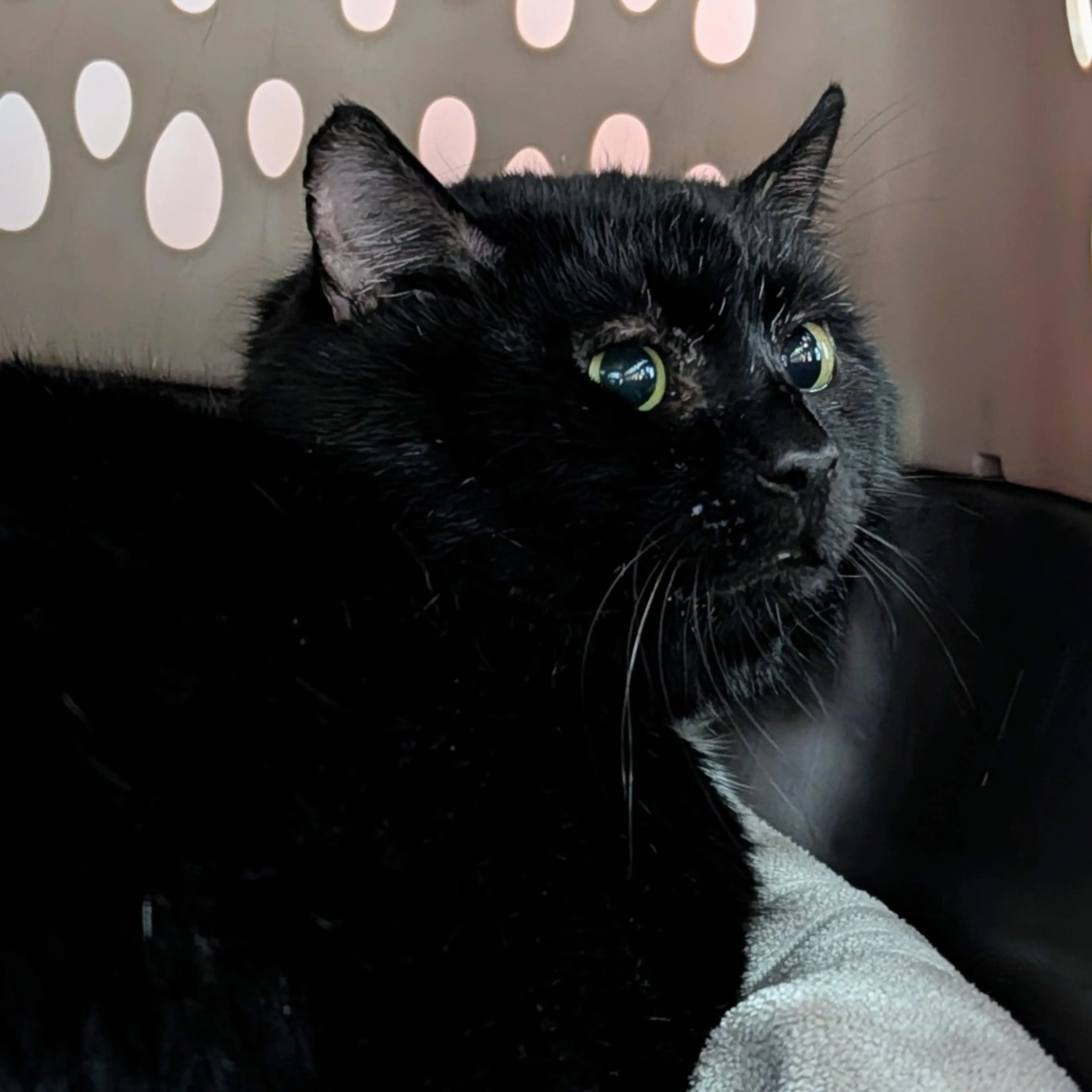 Found pet-1