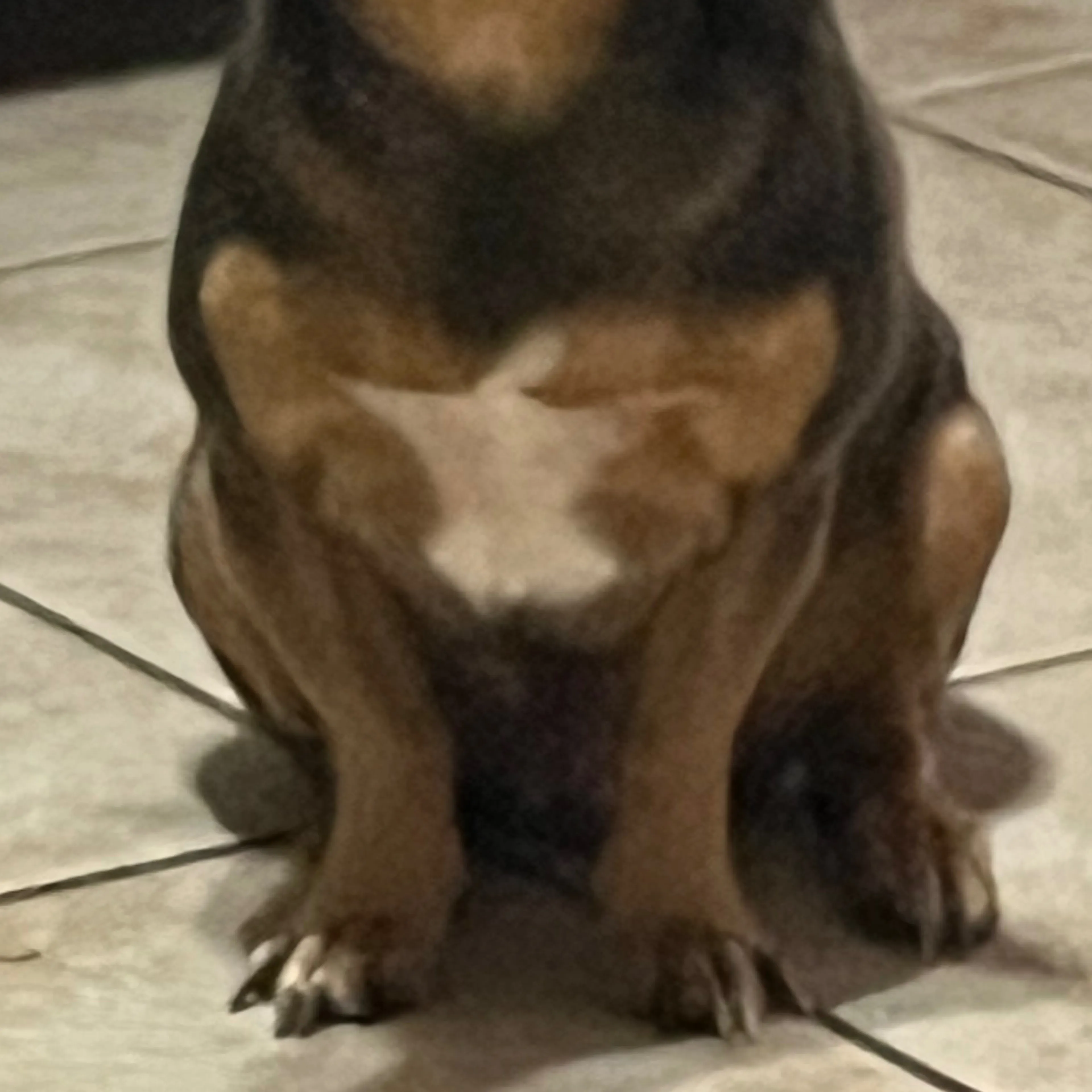 Lost pet-3