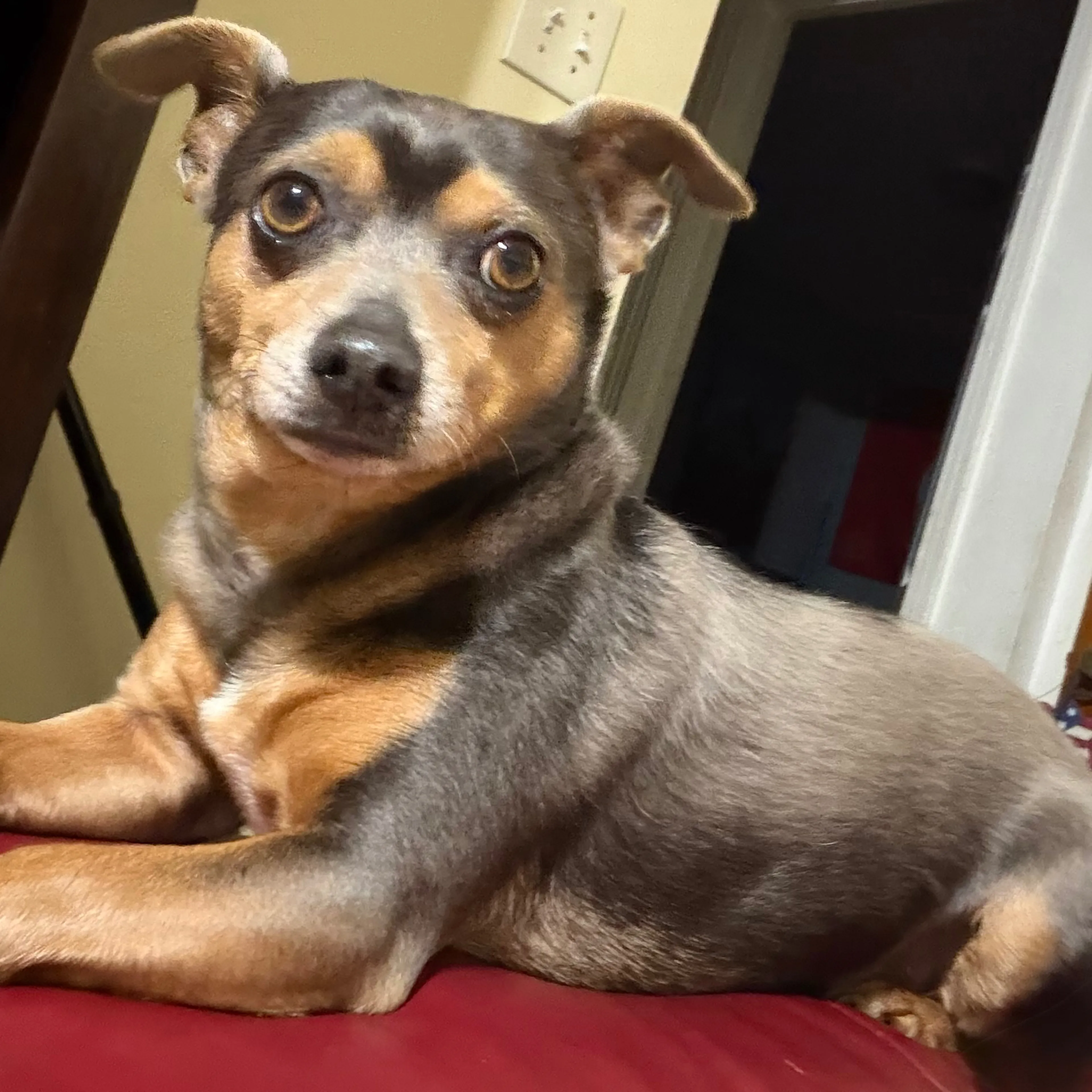 Lost pet-1