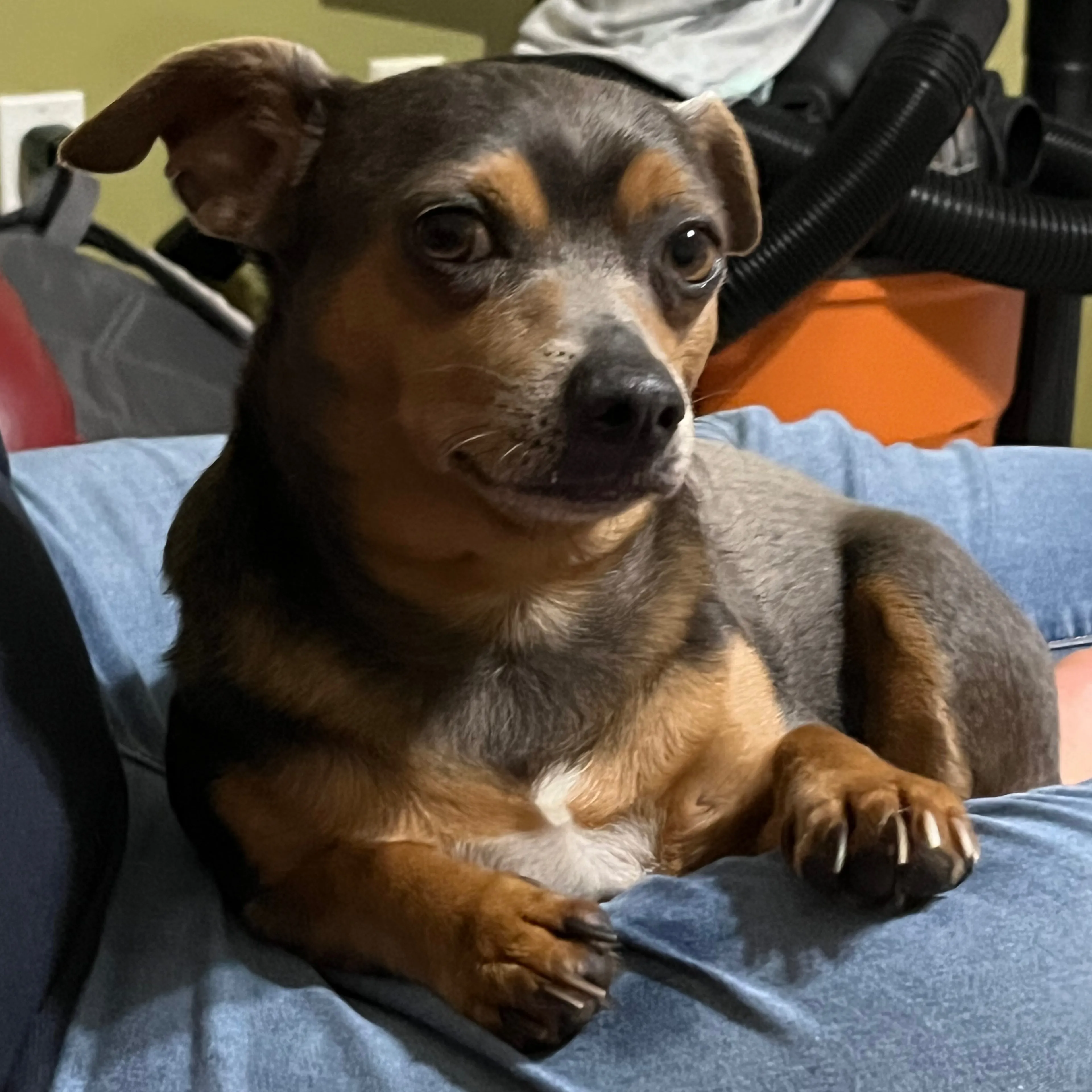 Lost pet-0