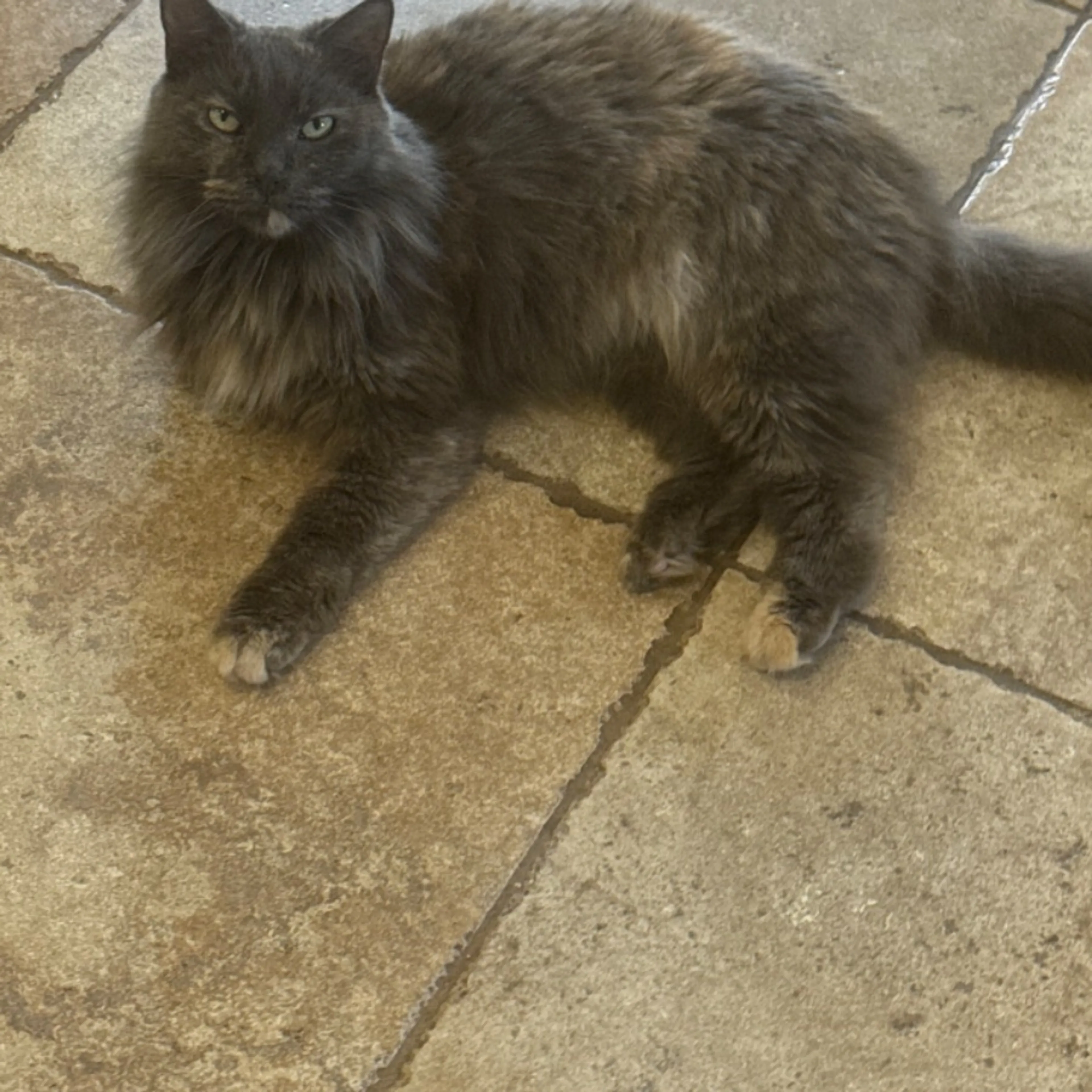 Lost pet